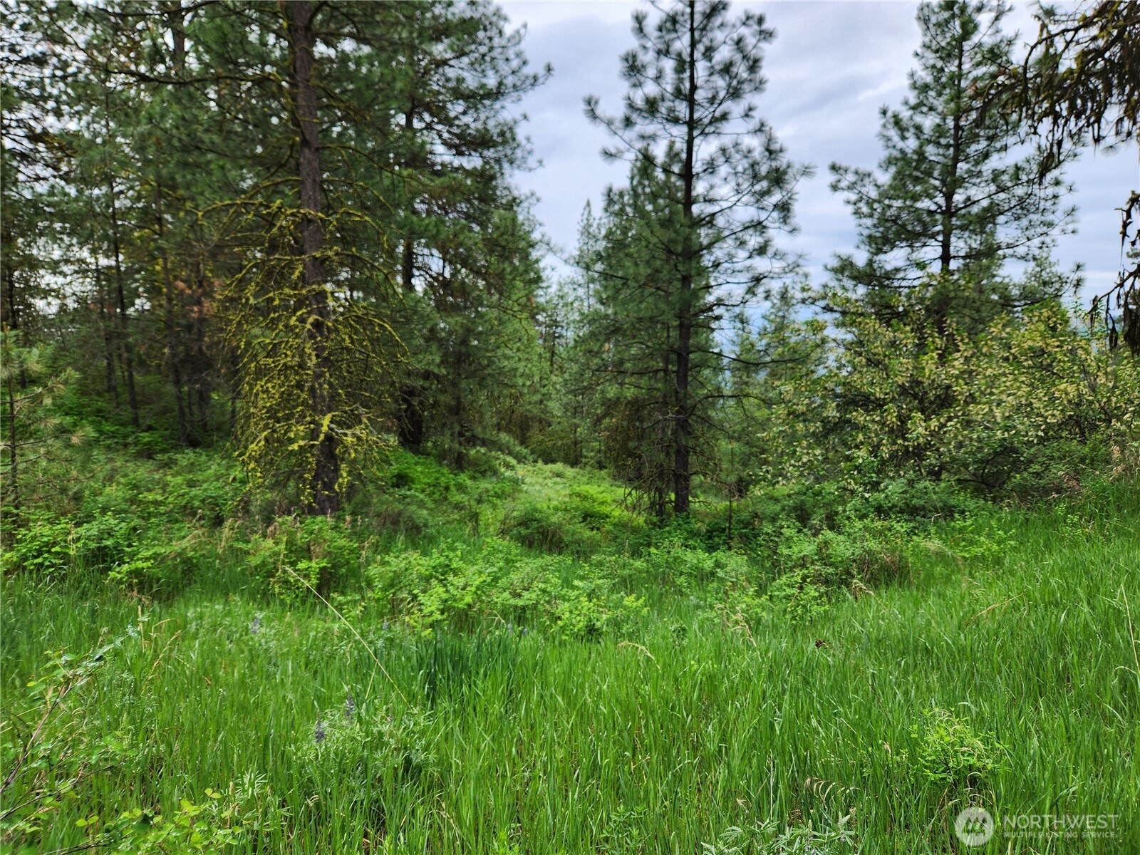 74-75 Gold Mt Road Republic, WA 99166 - Photo 15 of 25 a view of a lush green forest