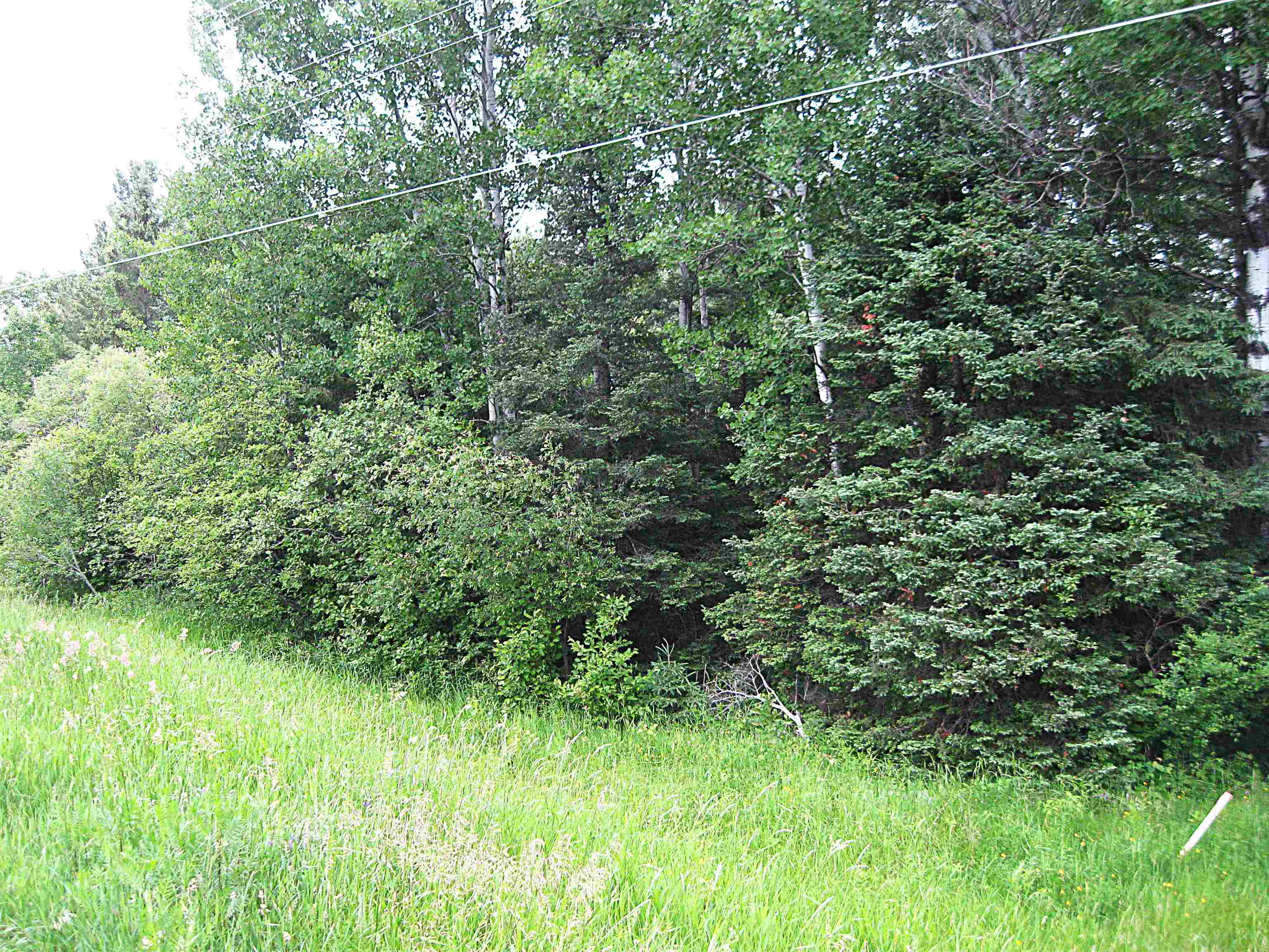 Two Shoreview Road Two Harbors, MN 55616 - Photo 2 of 6 View of tree filled area