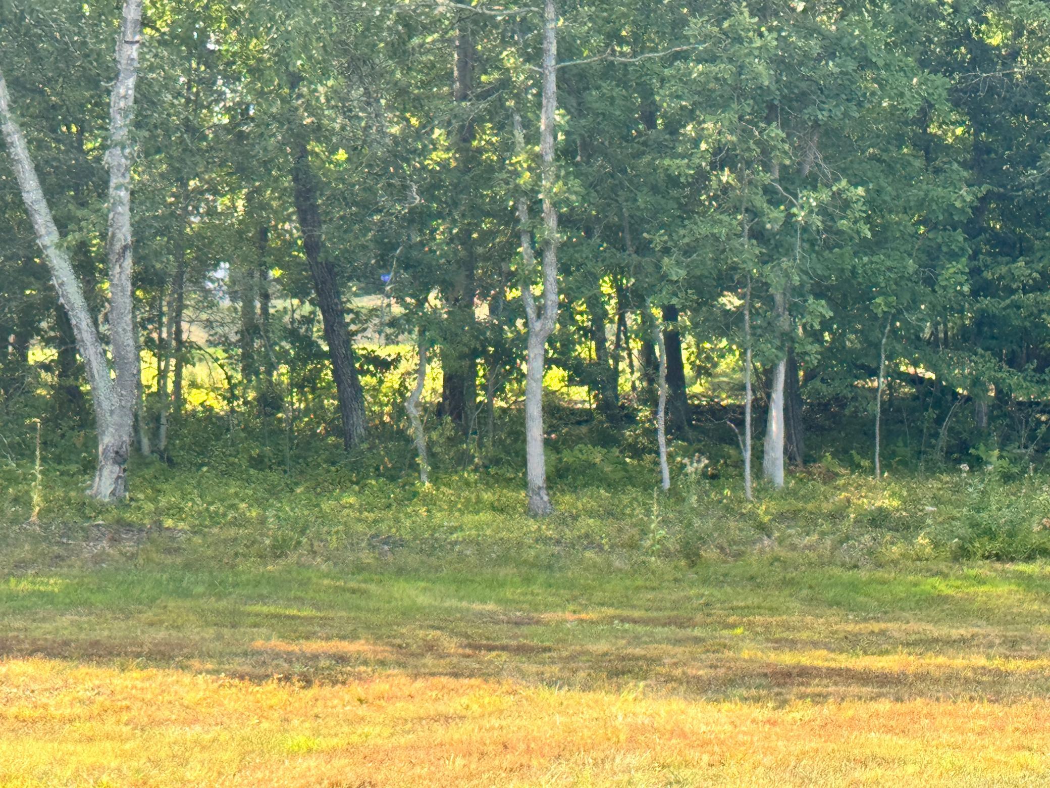 29890 Ranchette Drive Pequot Lakes, MN 56472 - Photo 9 of 14 Gallery Image 9