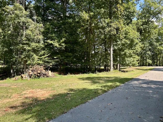 a view of a forest that has large trees