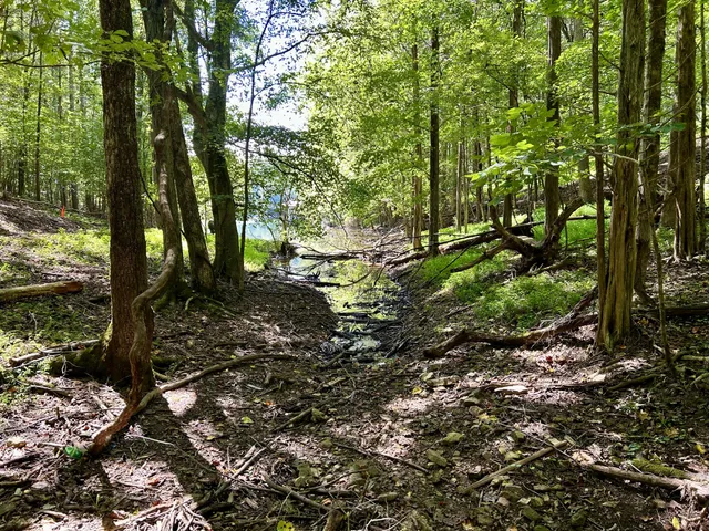 a view of yard with green space