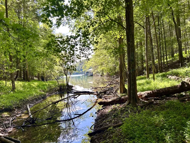 a view of a forest with trees