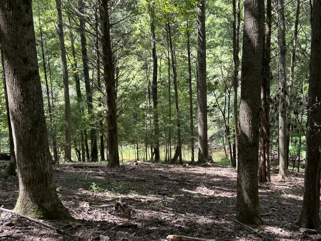 a view of outdoor space with trees