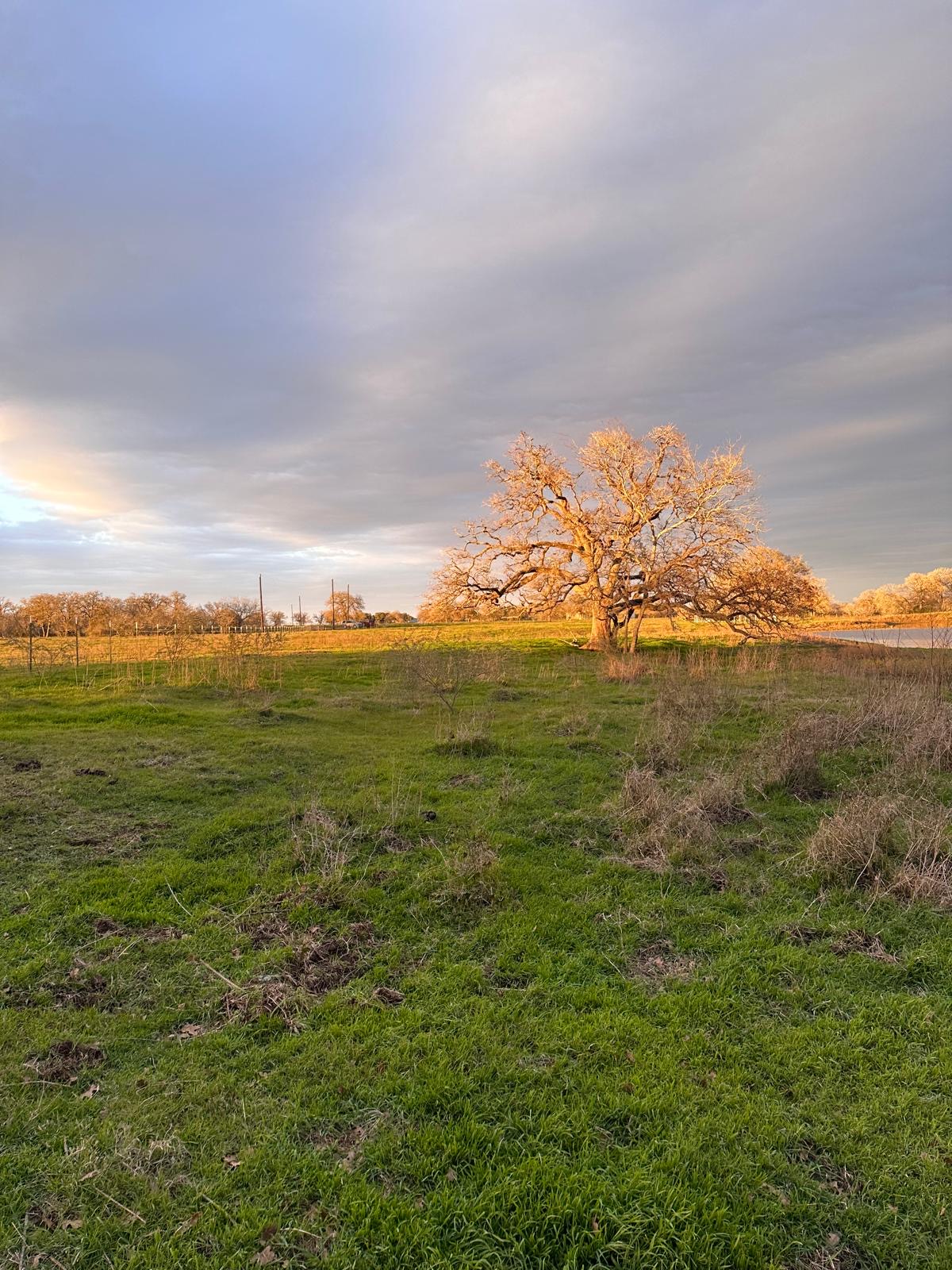 957 Johnson Farms Road Harwood, TX 78632 - Photo 1 of 15 Expansive grassy terrain featuring a prominent mature tree with extensive branching