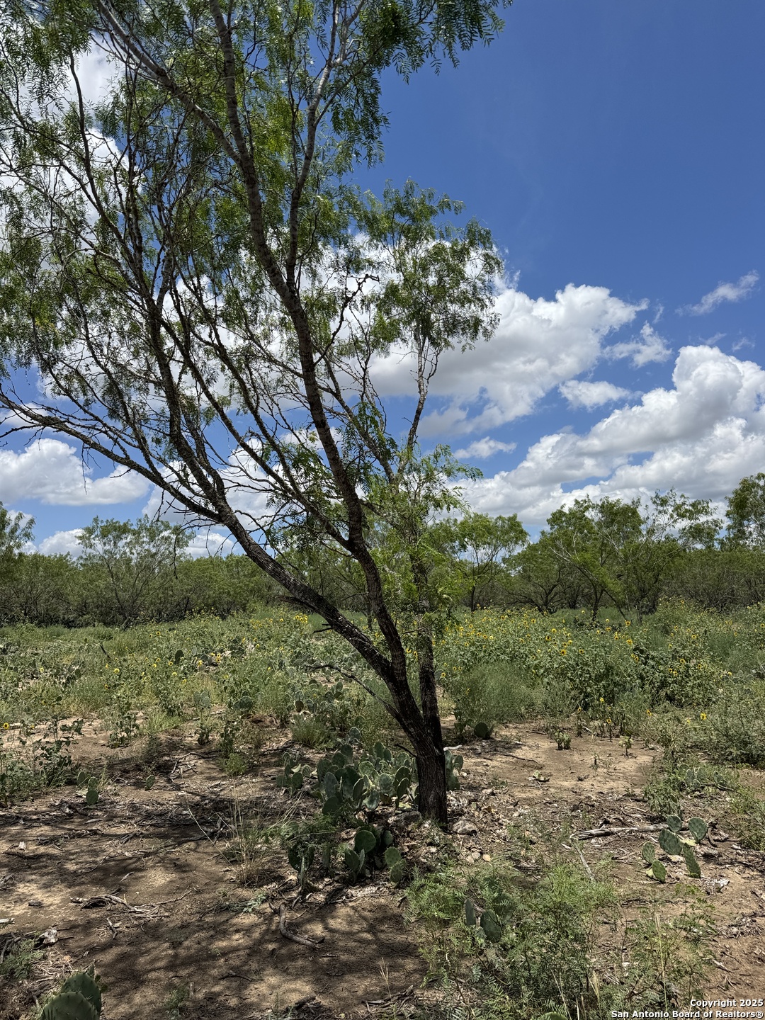 4 Windmill Ranchettes Cr 329 Pleasanton, TX 78064 - Photo 1 of 4 a view of a tree in a yard