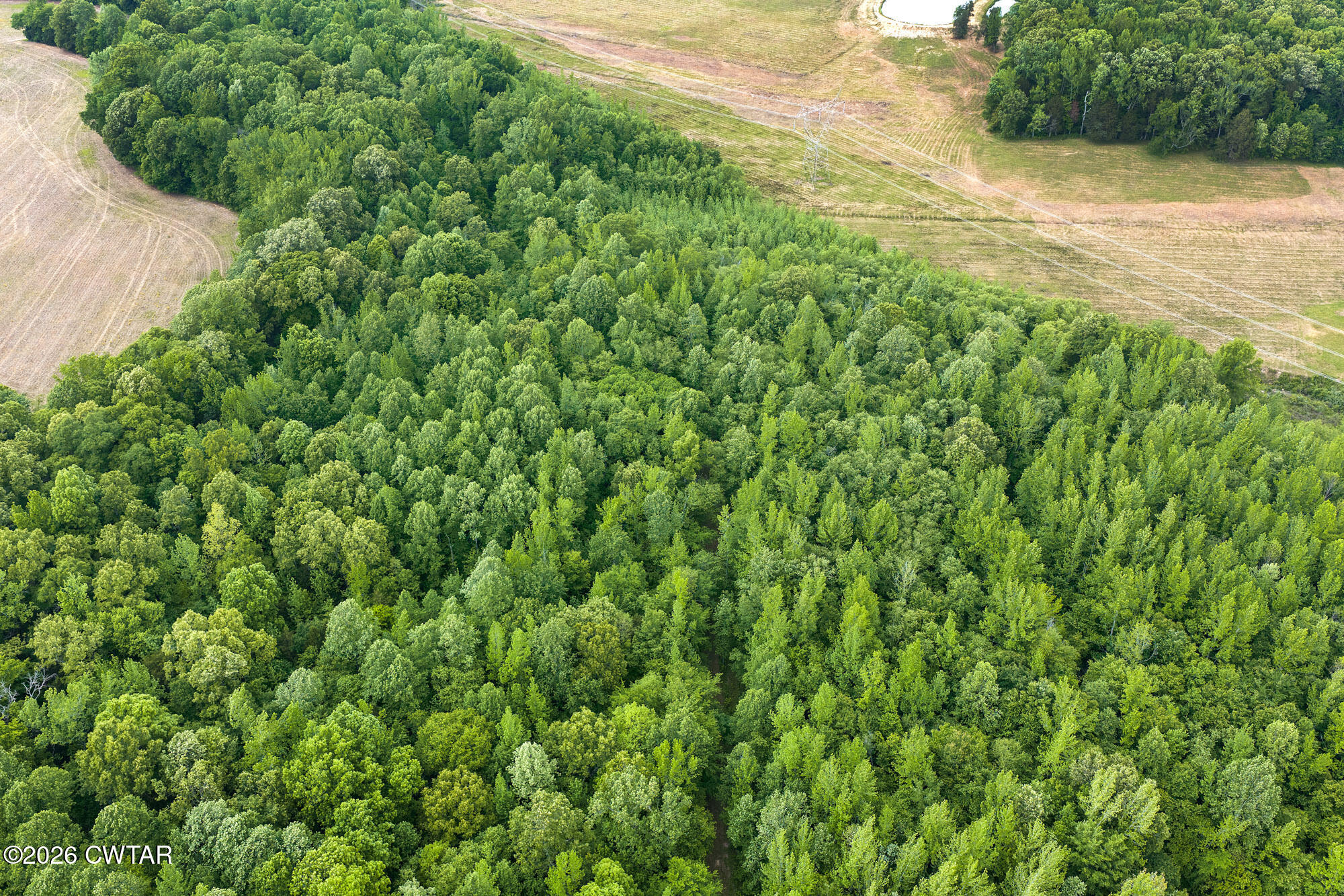 2827 Chapel Hill Road McKenzie, TN 38201 - Photo 32 of 40 a view of a yard with a plant