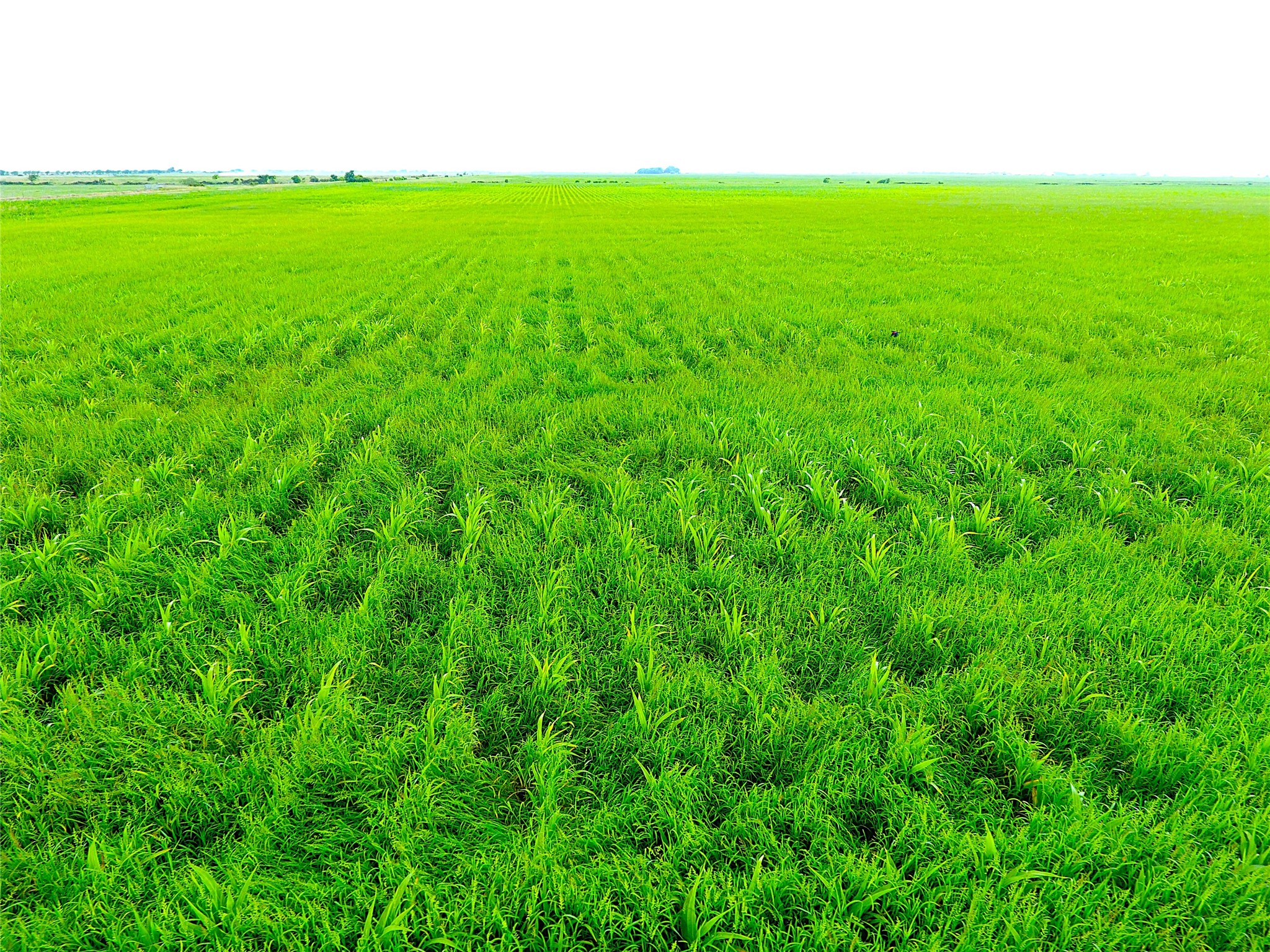 768 Million Dollar Road Palacios, TX 77465 - Photo 11 of 49