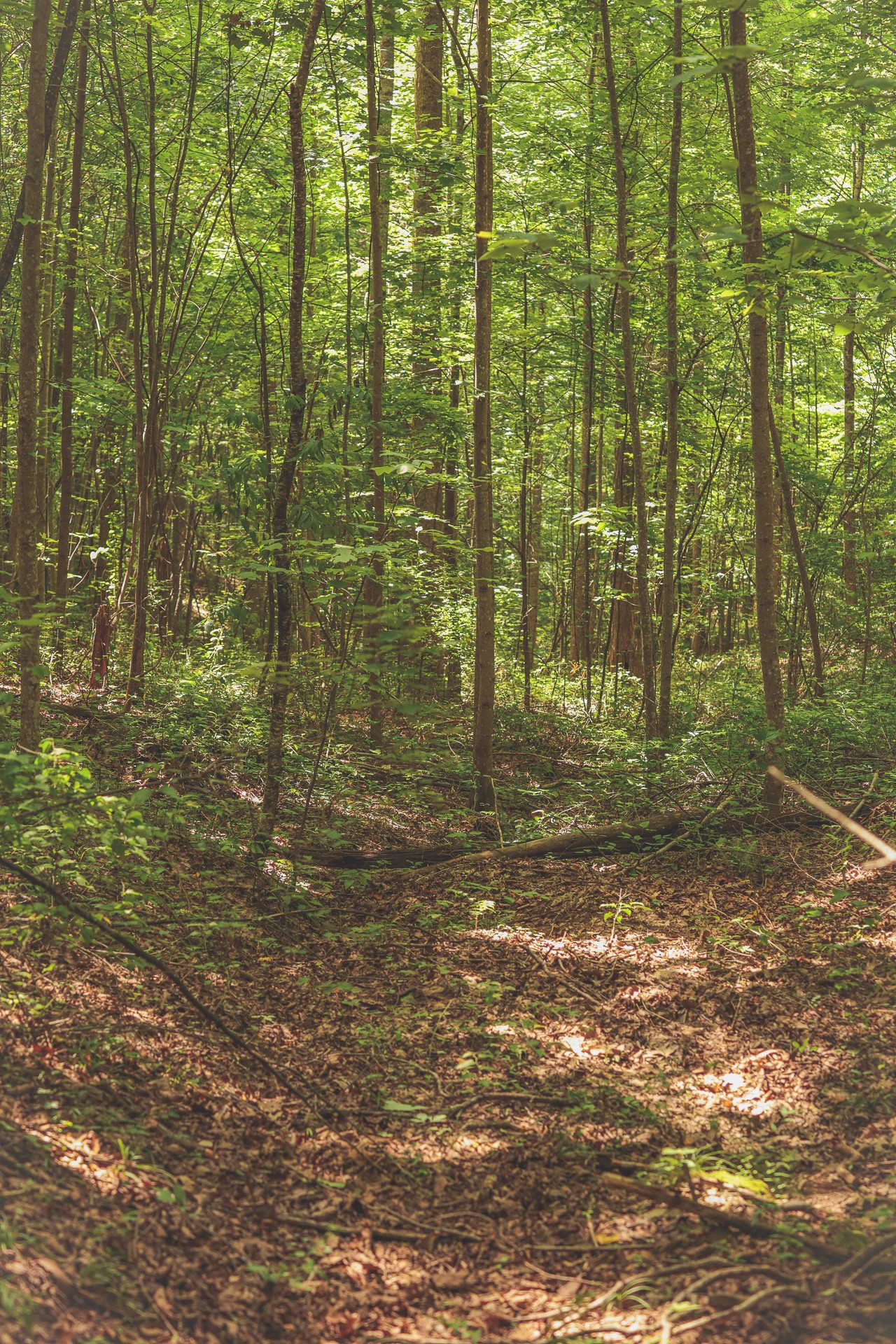 0 Long Fork Creek Road Spencer, TN 38585 - Photo 4 of 45