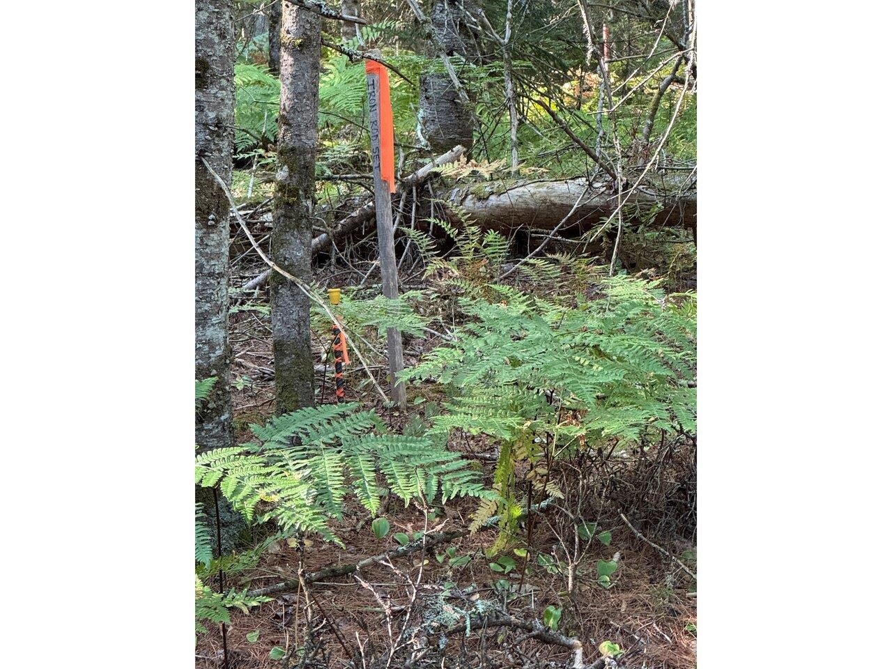 Lot 4 Milo's Place, Unit LOT 4 Worcester, VT 05682 - Photo 6 of 10