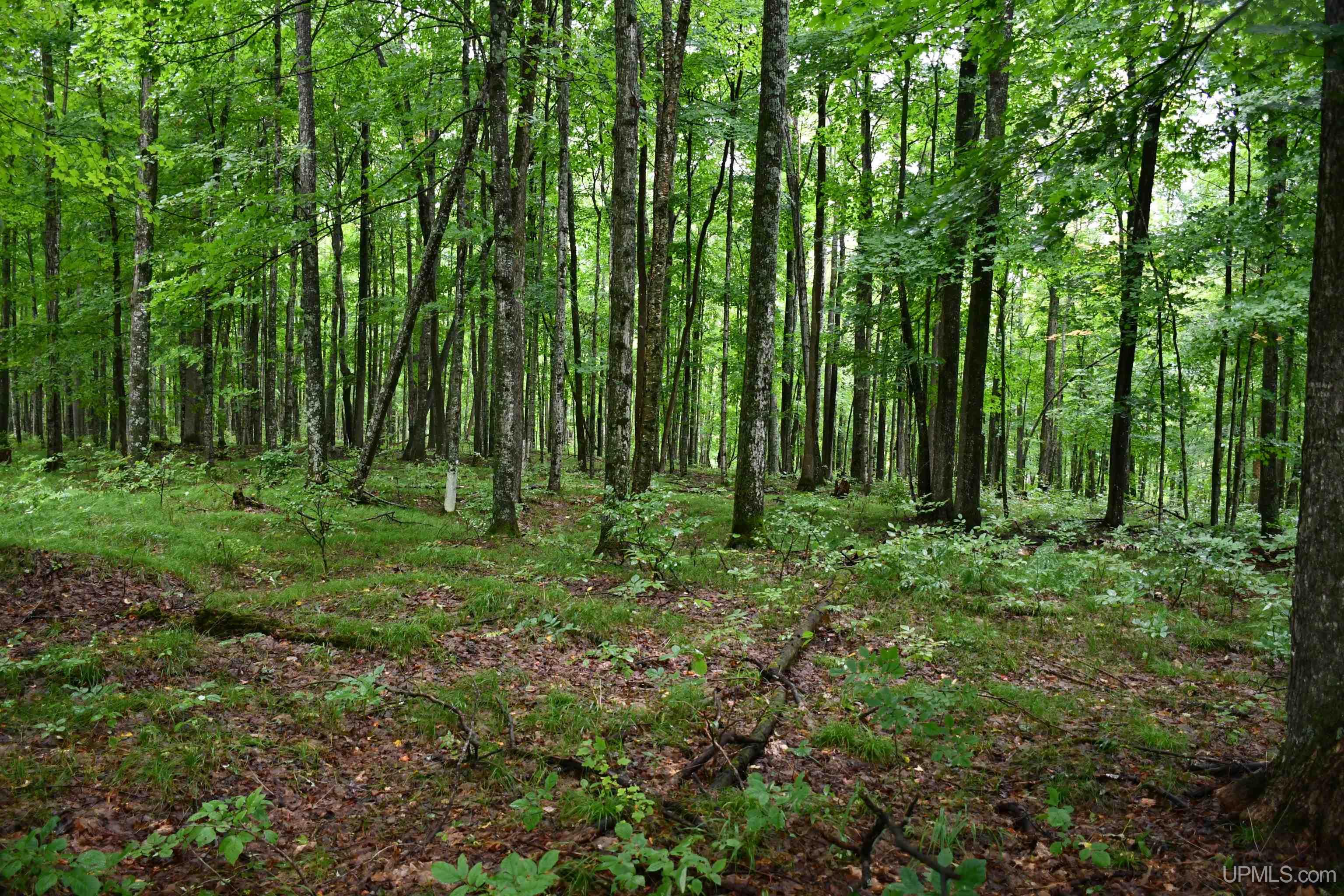 Tbd County Line Road Foster City, MI 49834 - Photo 41 of 56