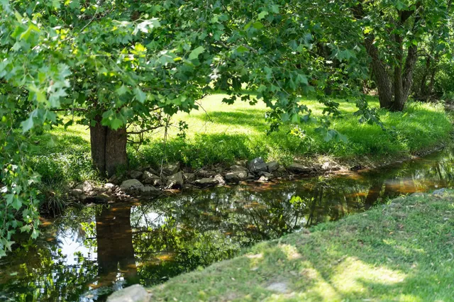 a plant view in yard