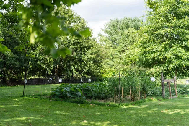 a view of a park with a tree in the background
