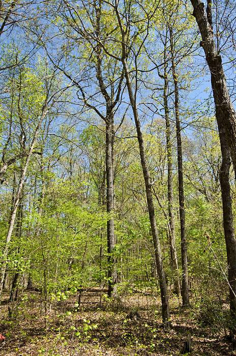 Chambers Road Rougemont, NC 27572 - Photo 5 of 7 Photo 5