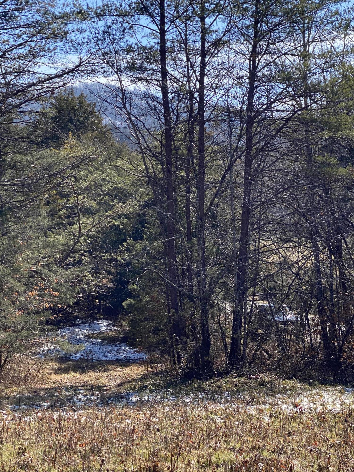 0 Dale Road Powder Springs, TN 37848 - Photo 3 of 17 IMG_9828