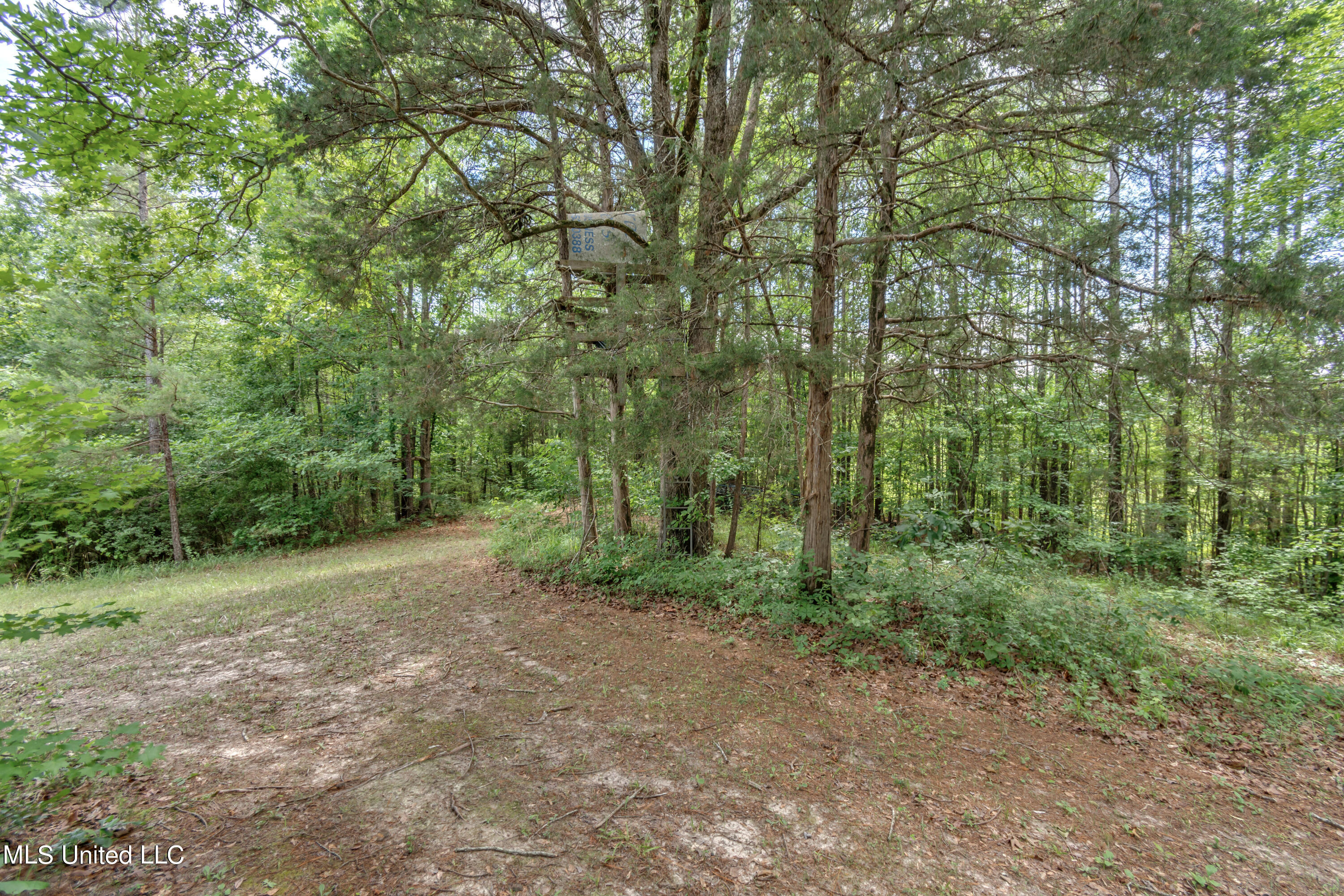 271 Socrates Road Kilmichael, MS 39747 - Photo 46 of 50 Socrates Road Cabin and Land-49