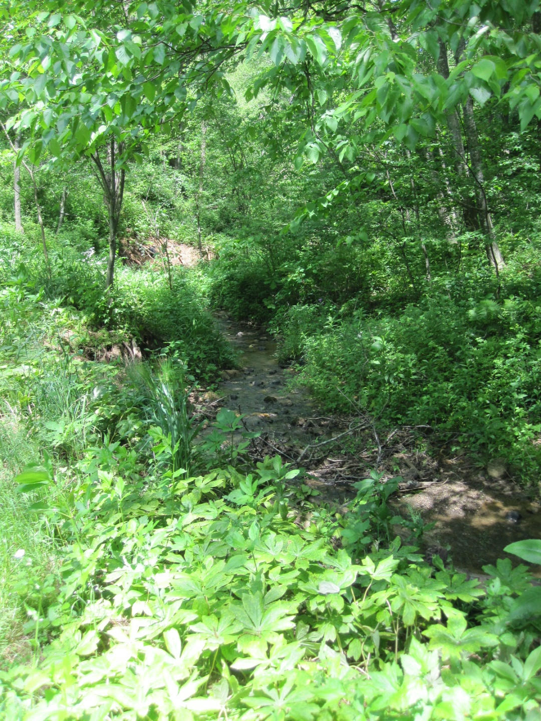 1405 Poor Farm Road Southeast Floyd, VA 24091 - Photo 42 of 46 a view of a lush green forest