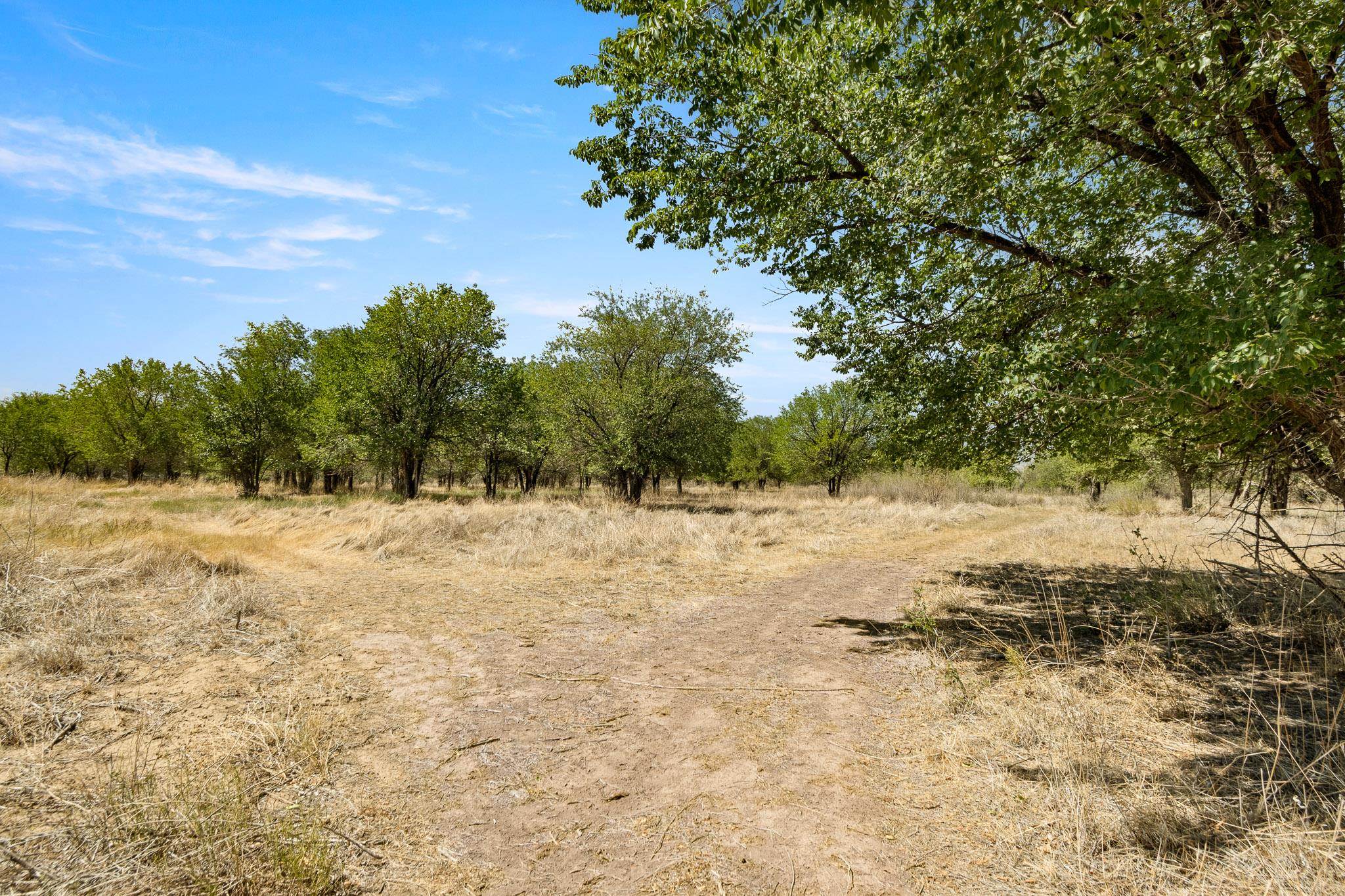 3003 Purdy Mesa Road Whitewater, CO 81527 - Photo 21 of 33 a view of a yard with trees