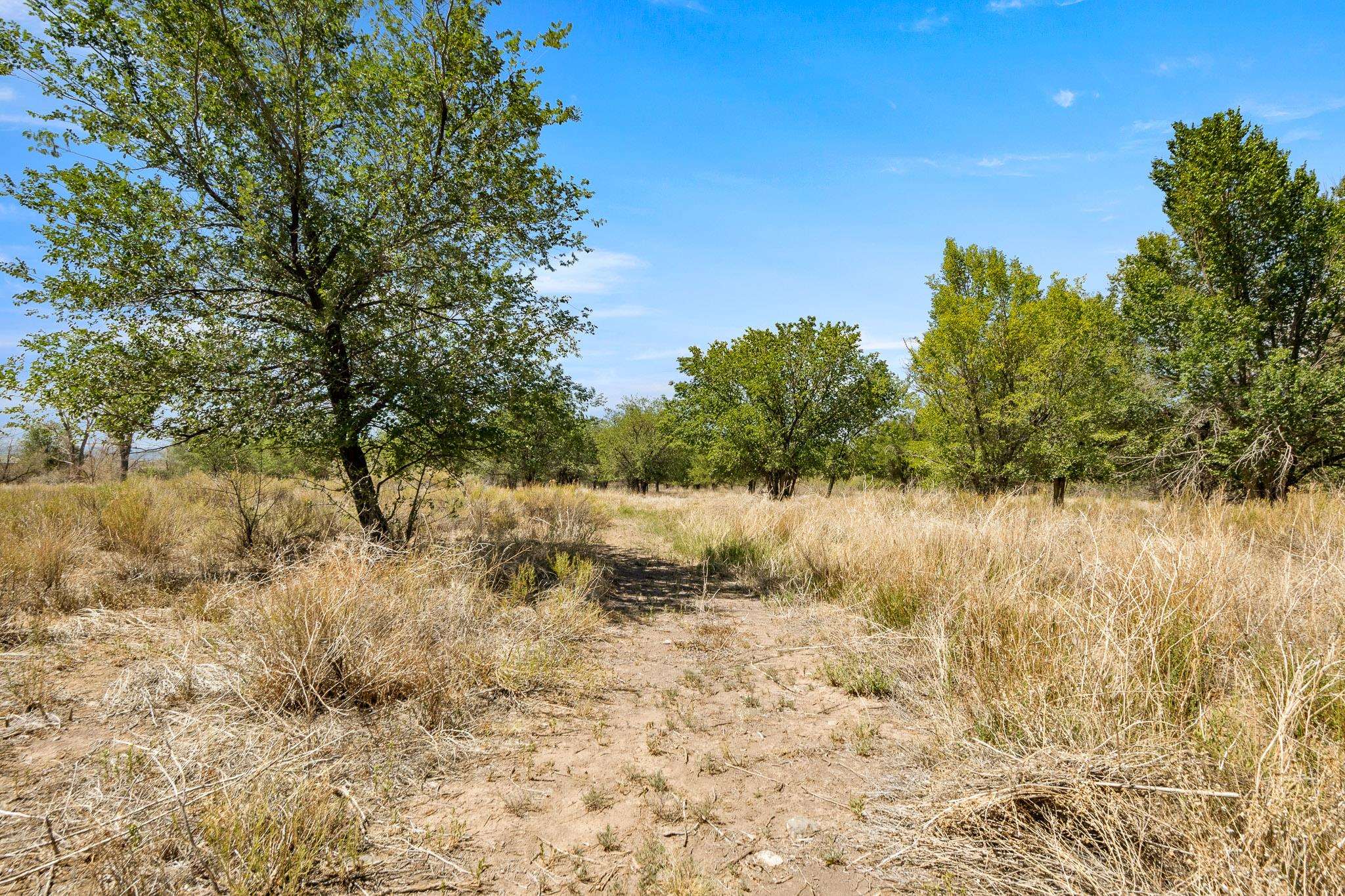 3003 Purdy Mesa Road Whitewater, CO 81527 - Photo 22 of 33 a view of a yard with a tree