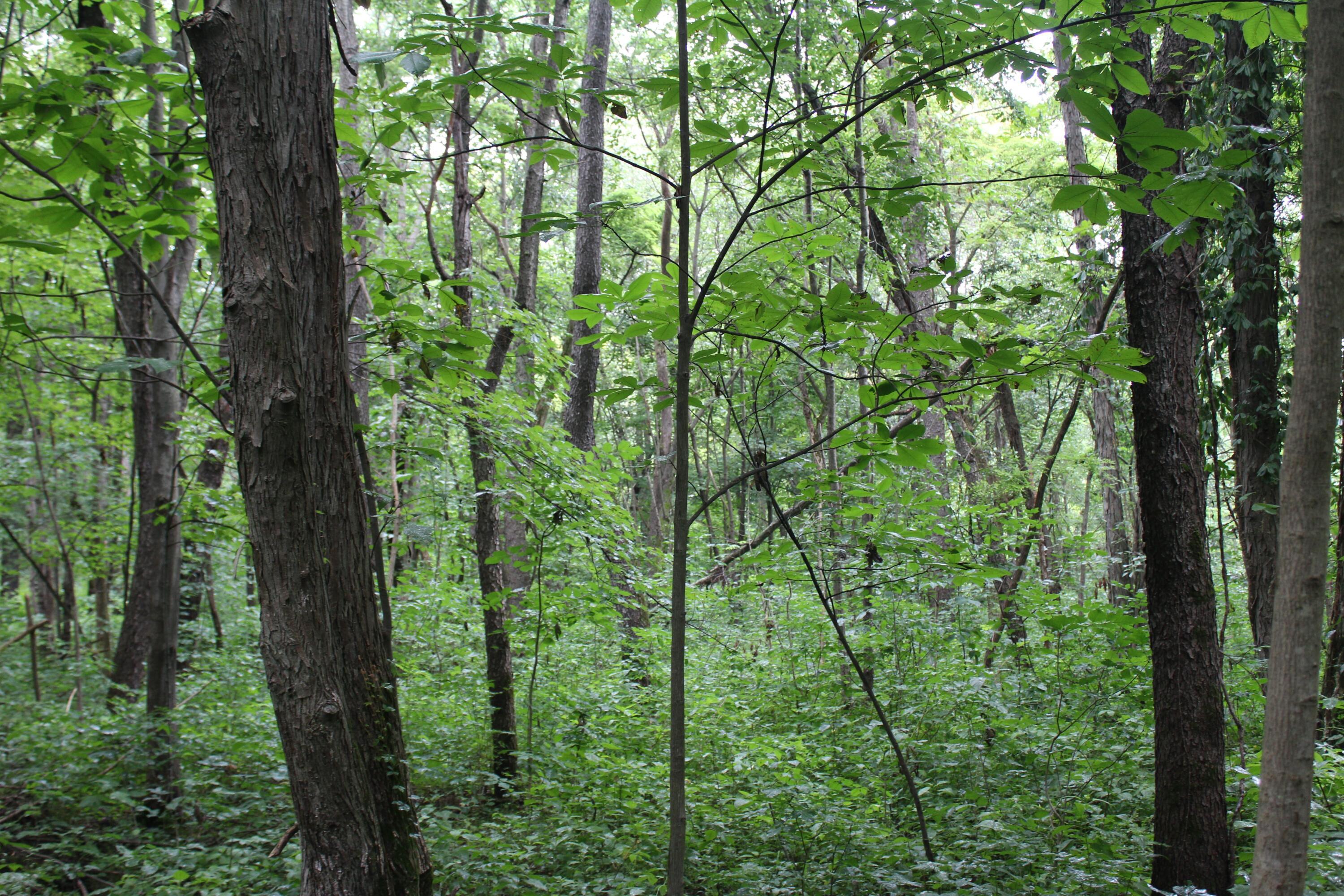 0 State Road Vermilion, OH 44089 - Photo 7 of 18 IMG_3400