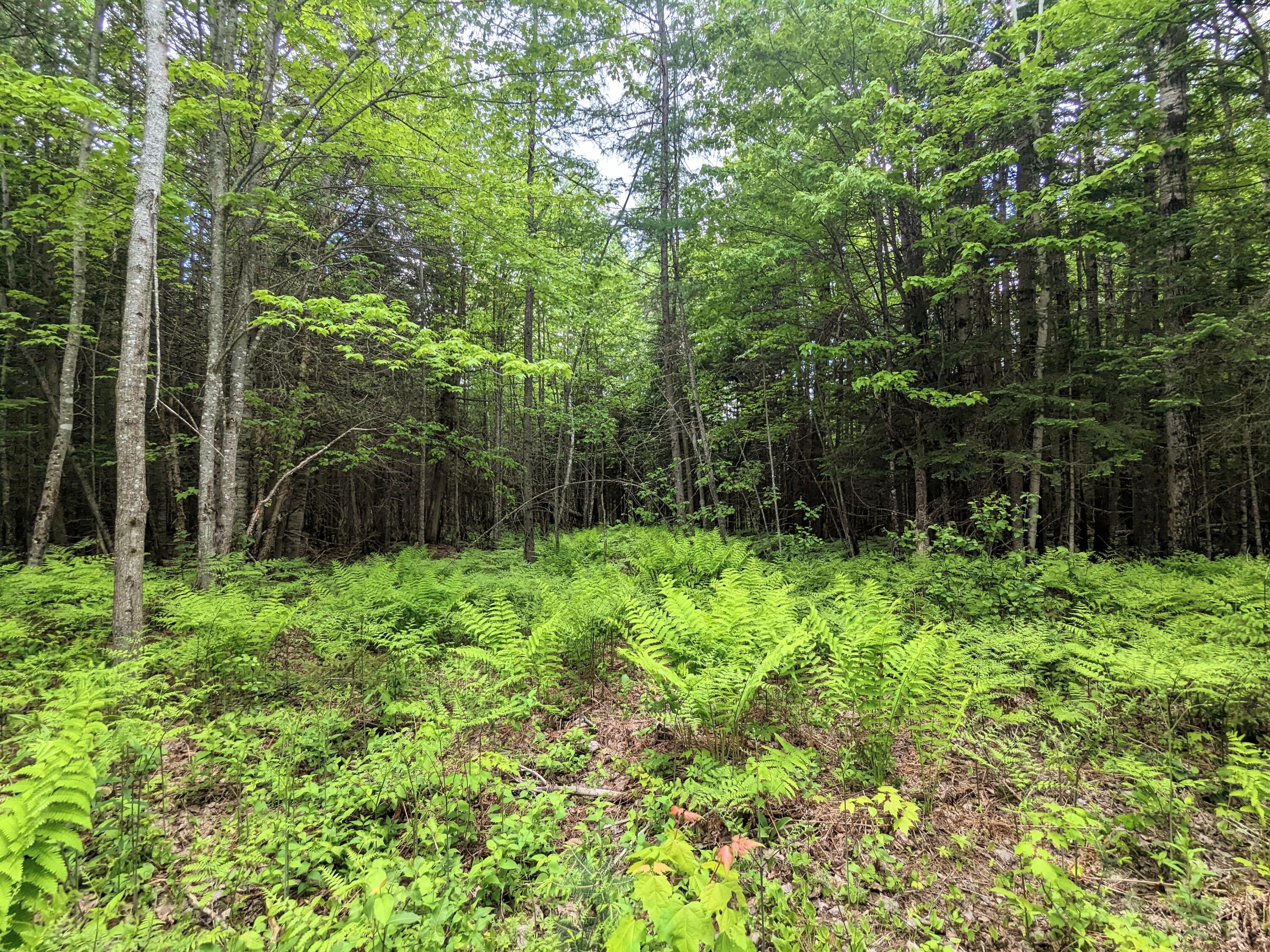 2 Map Road Stratton, ME 04982 - Photo 18 of 29 PXL_20230611_154929340~3
