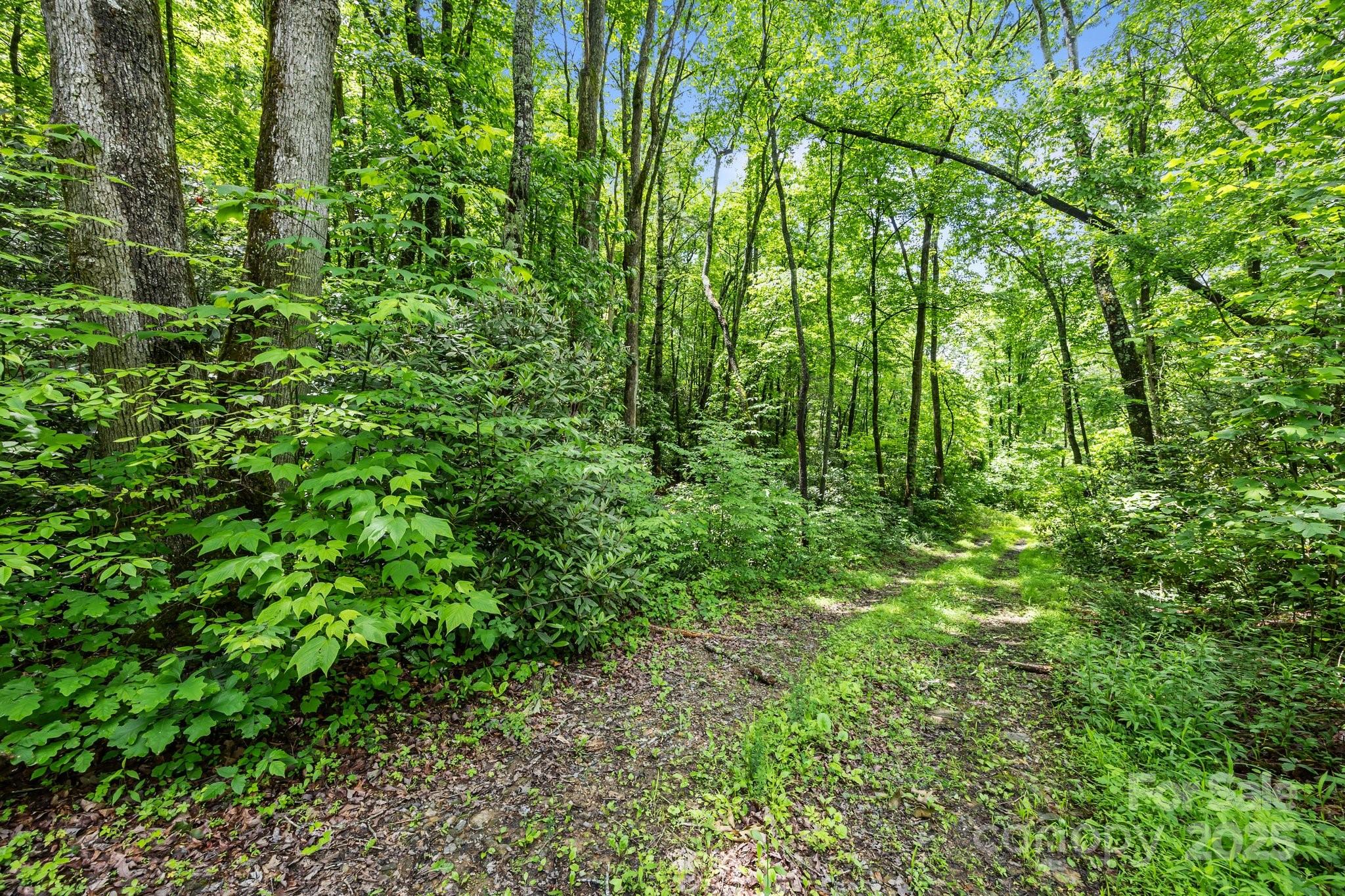 9999 Burnette Reeves Road Leicester, NC 28748 - Photo 4 of 16 a view of a lush green forest