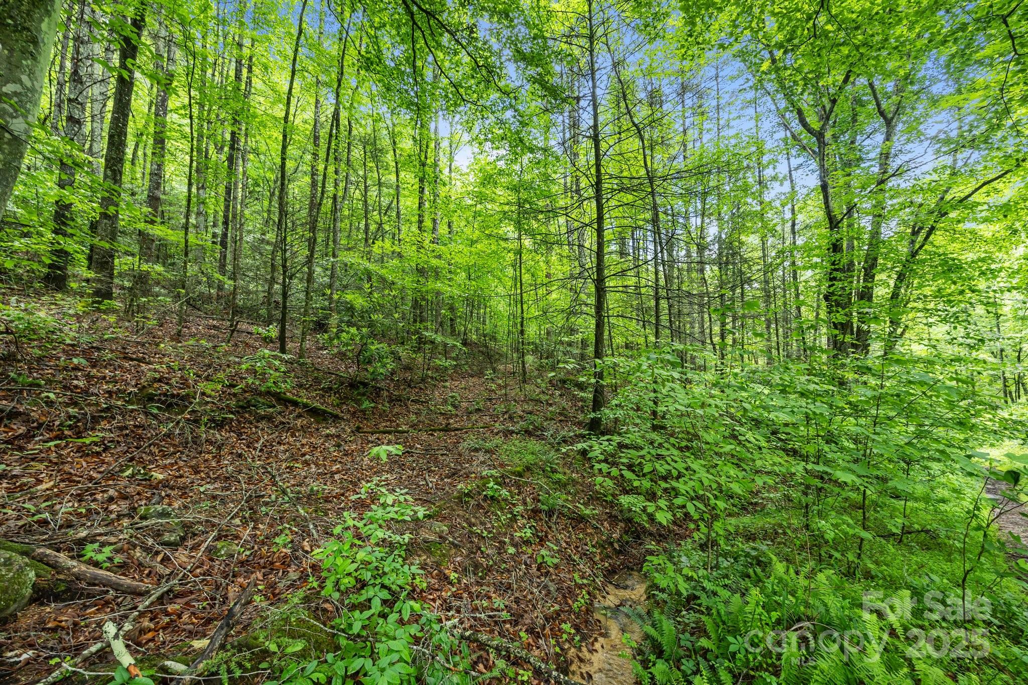 9999 Burnette Reeves Road Leicester, NC 28748 - Photo 5 of 16 a view of forest