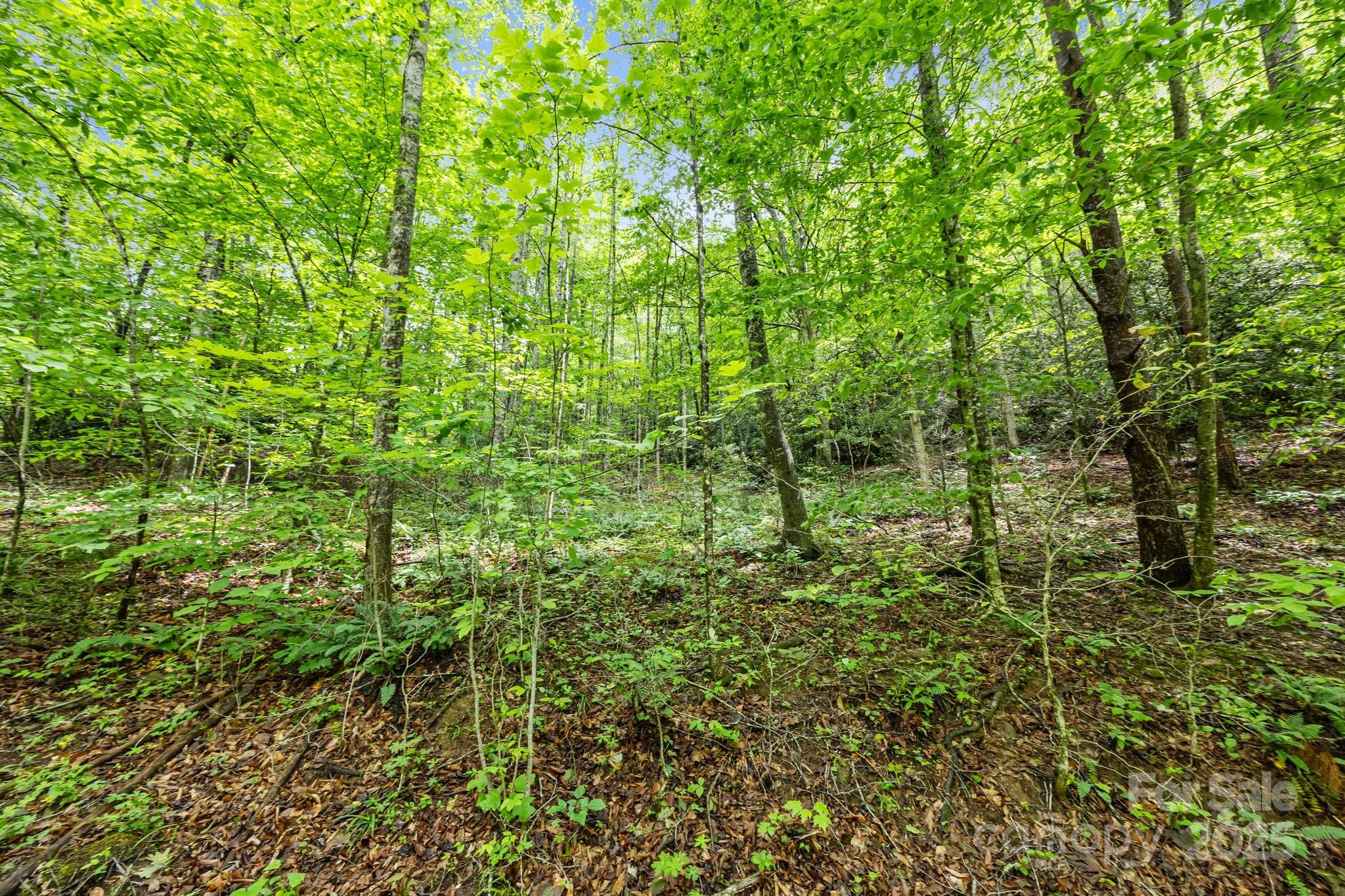 9999 Burnette Reeves Road Leicester, NC 28748 - Photo 7 of 16 a view of a garden