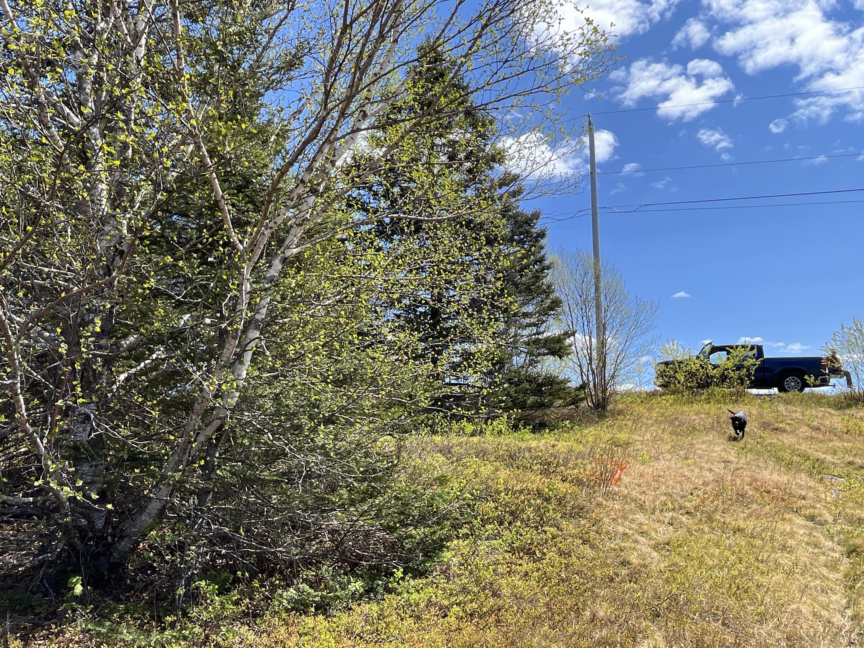 8 Blueberry Shrs Road Jonesport, ME 04649 - Photo 12 of 35 western boundary from lot