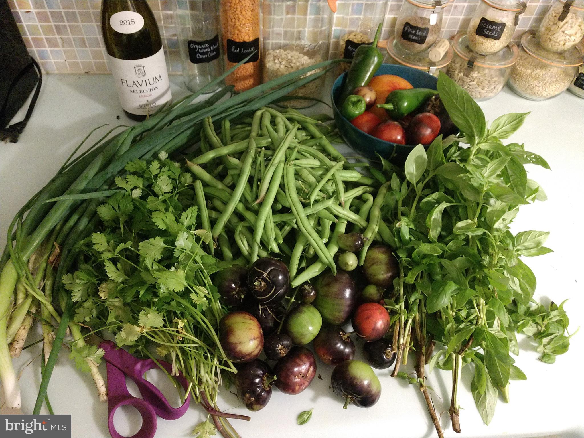 22325 Nicholson Farm Road Dickerson, MD 20842 - Photo 24 of 32 a view of a plant in a pot
