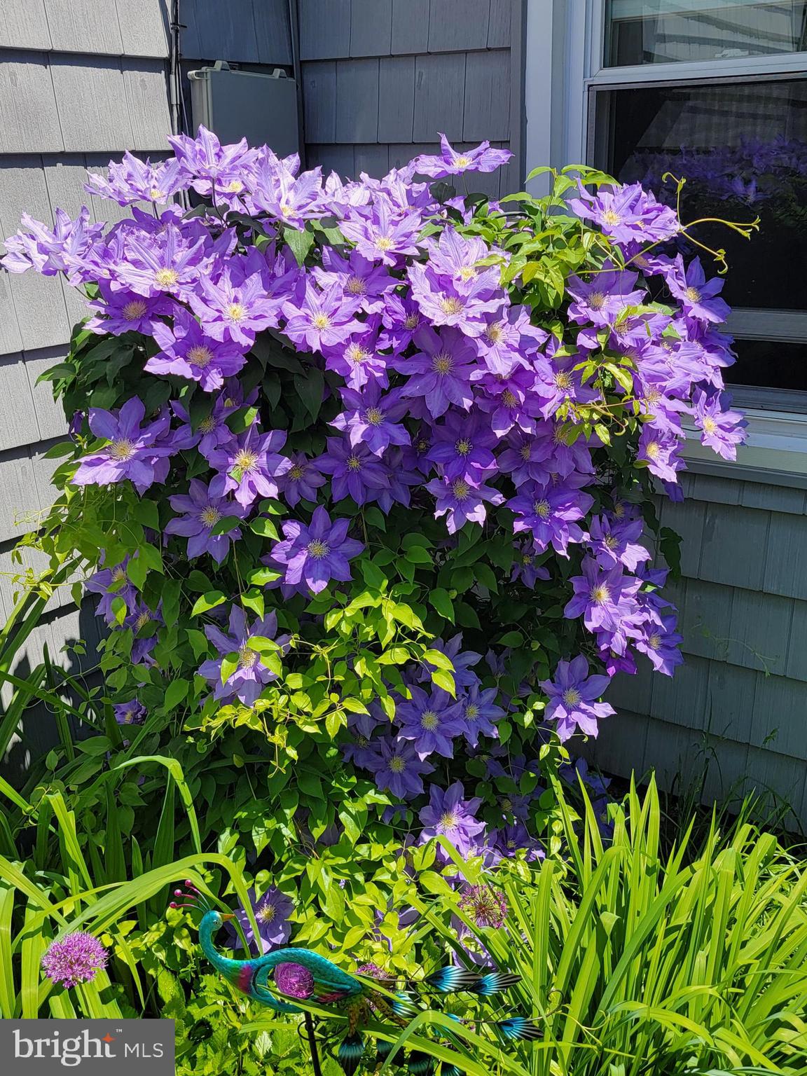 22325 Nicholson Farm Road Dickerson, MD 20842 - Photo 27 of 32 a view of a flower