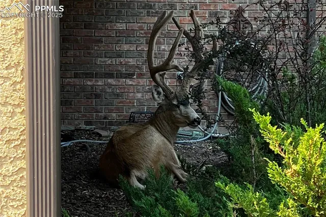 $949,000 | 506 Orion Place, Colorado Springs, CO 80906