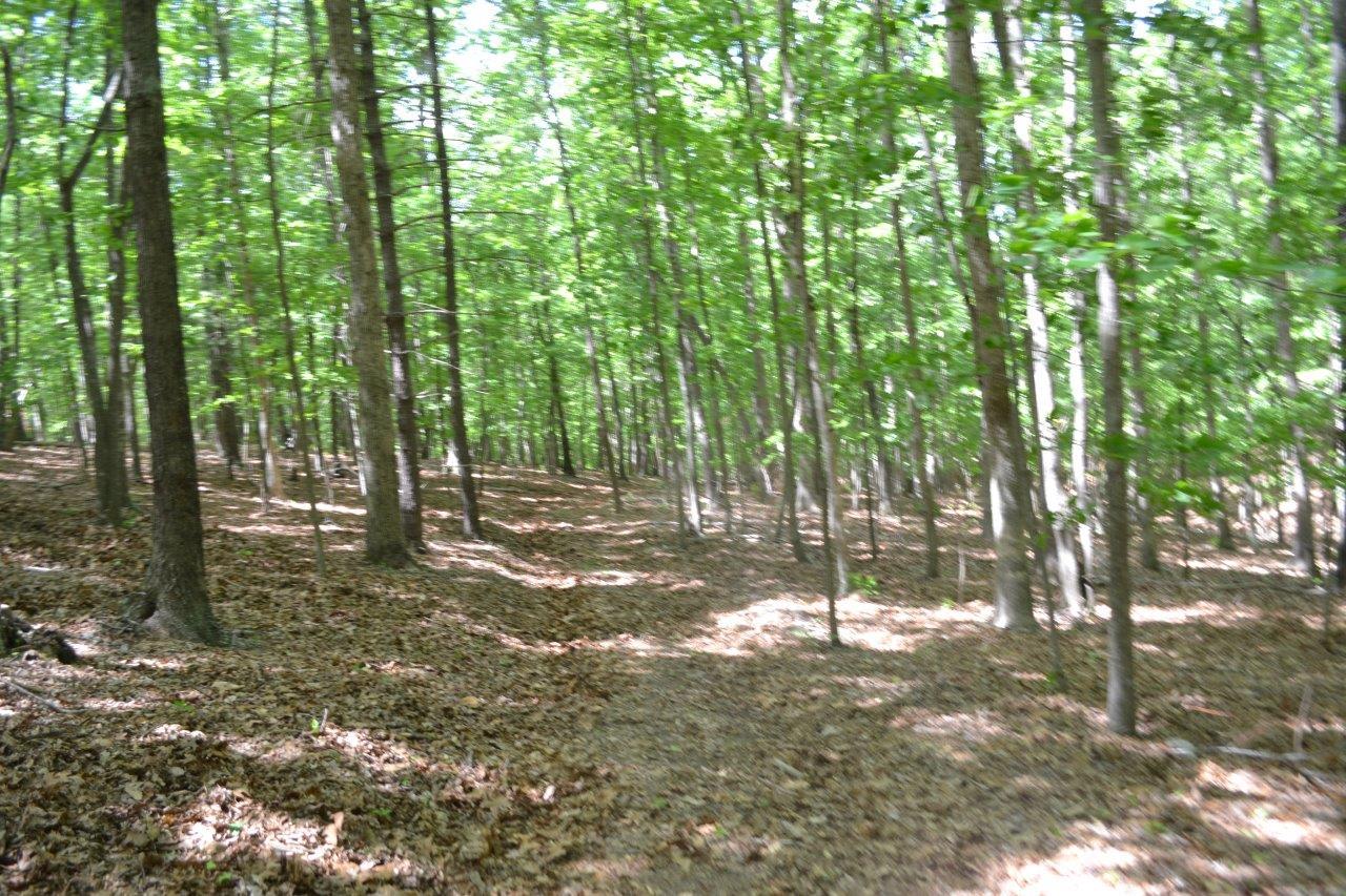 2278 Solitude Road Buchanan, VA 24066 - Photo 29 of 46 DSC_0410
