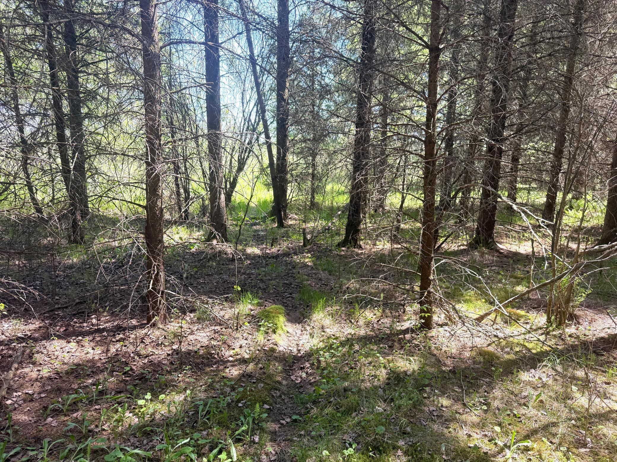 Tbd-20-ac Sleepy Hollow Road Fort Ripley, MN 56449 - Photo 4 of 27