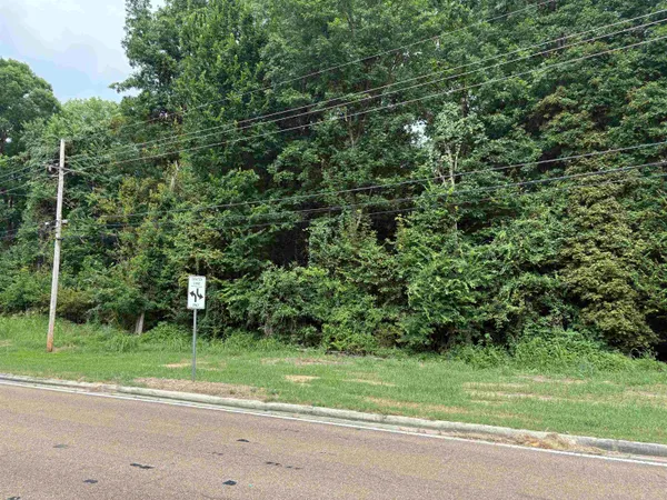 a view of a yard with a plants and large trees