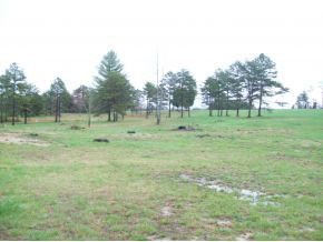 45 Sayler Road South Greeneville, TN 37745 - Photo 10 of 12 Cleared acreage and pond