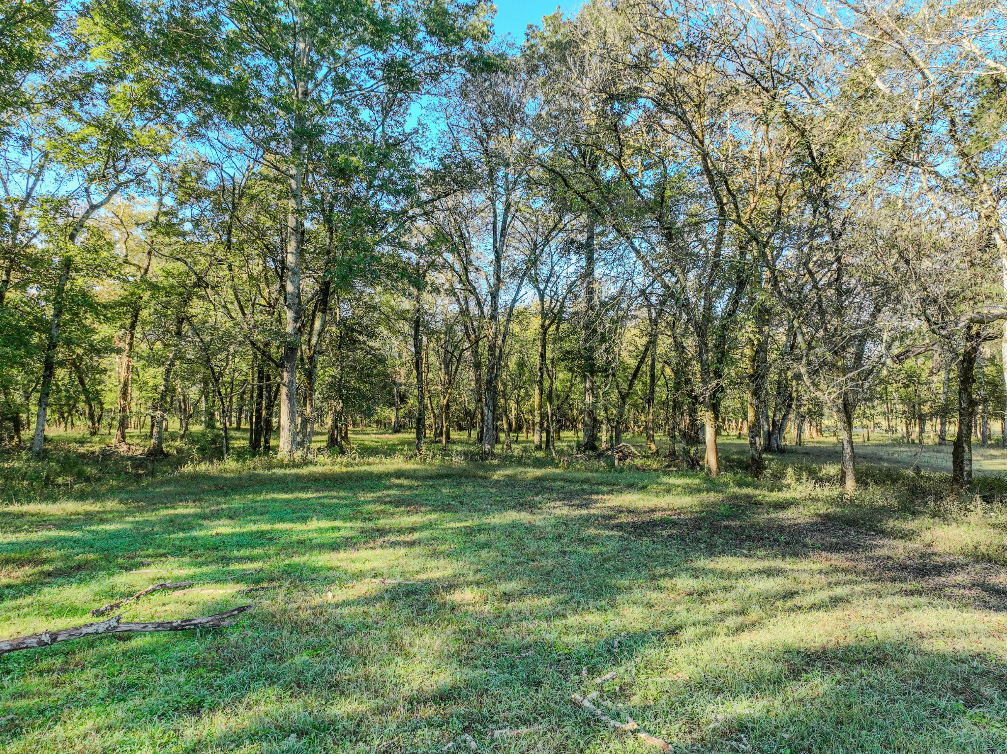 0 Delina Boonshill Road Petersburg, TN 37144 - Photo 25 of 40 a big yard with trees