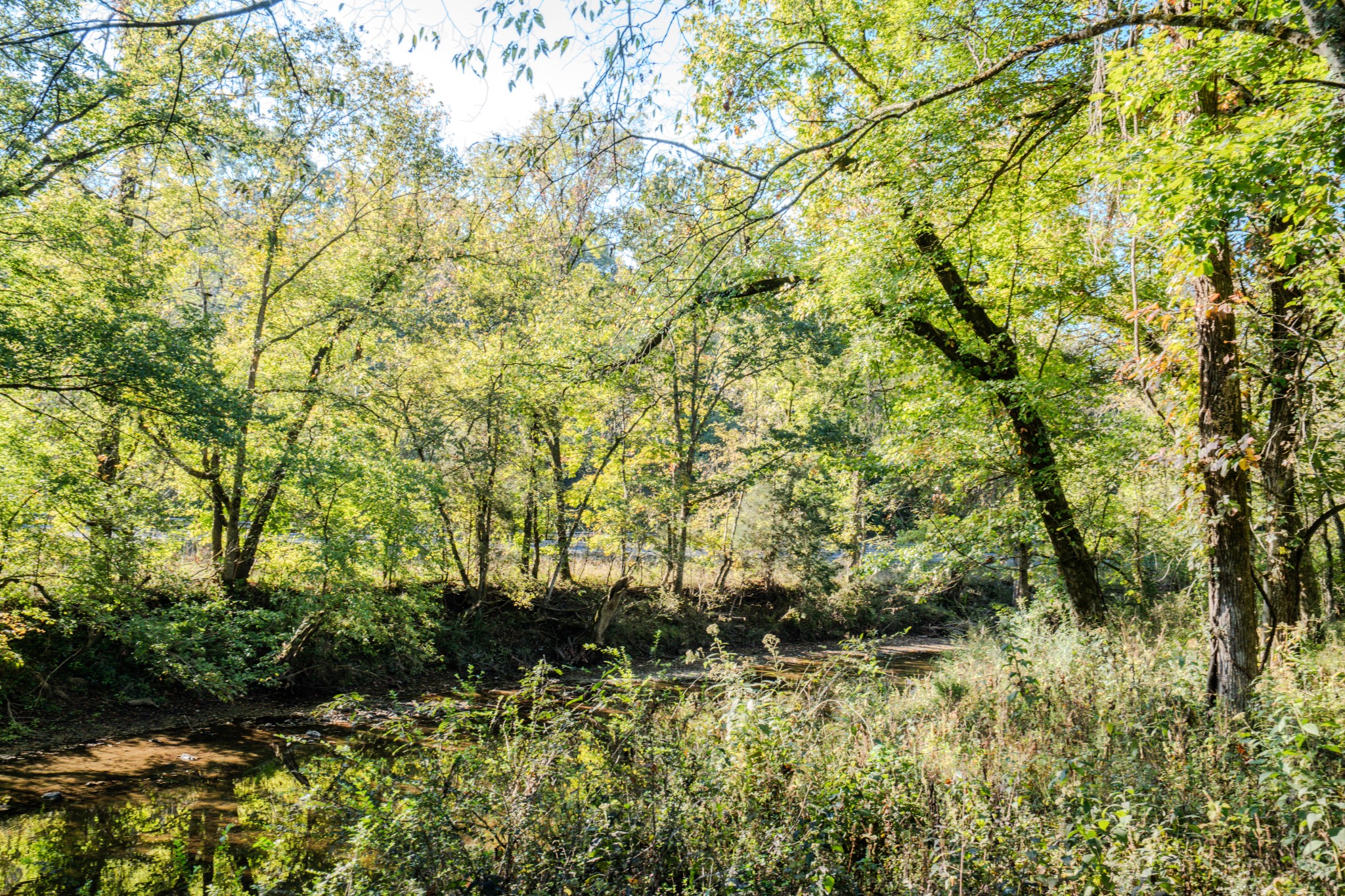 0 Delina Boonshill Road Petersburg, TN 37144 - Photo 28 of 40 a view of a bunch of plants and trees