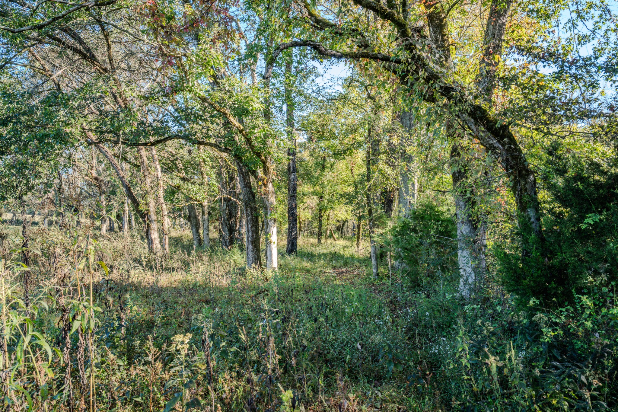 0 Delina Boonshill Road Petersburg, TN 37144 - Photo 29 of 40