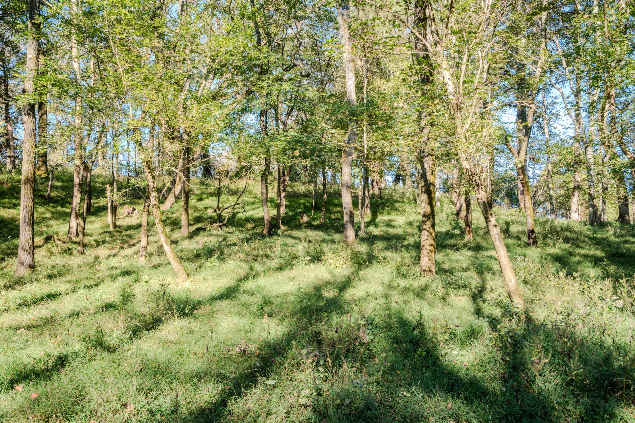 0 Delina Boonshill Road Petersburg, TN 37144 - Photo 30 of 40 a view of a big yard with plants and large trees