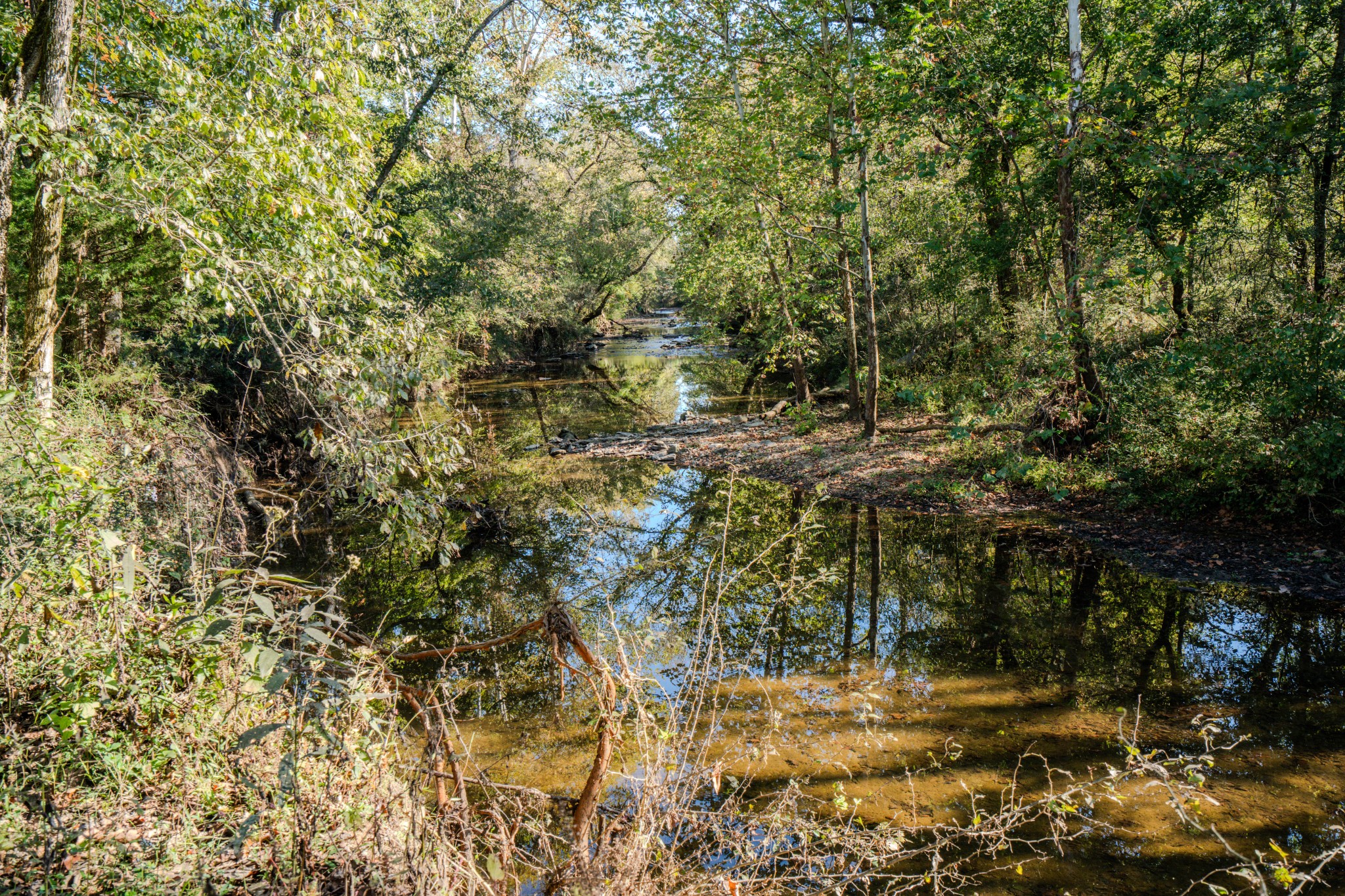 0 Delina Boonshill Road Petersburg, TN 37144 - Photo 8 of 40 a view of a yard with plants