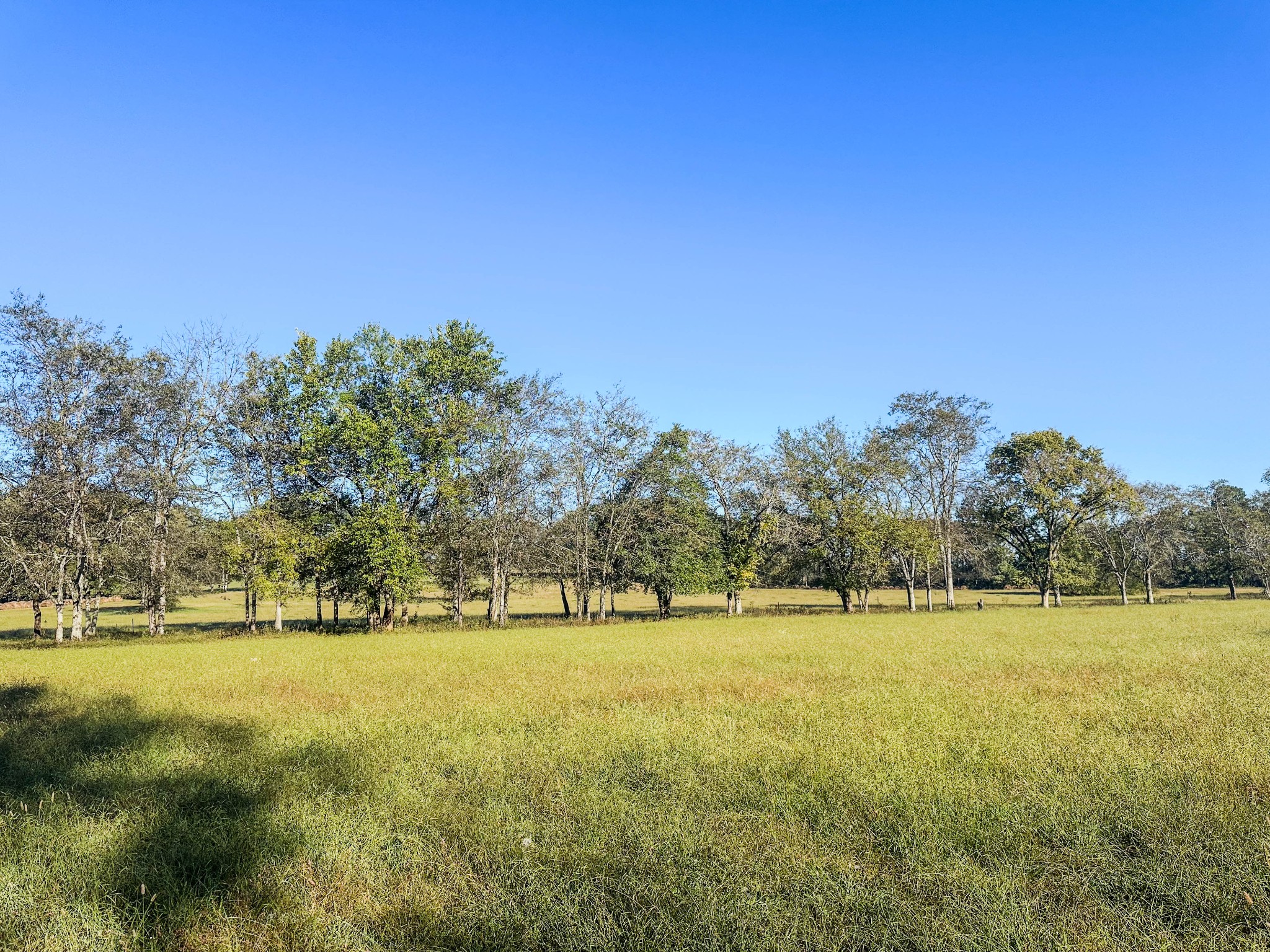 0 Delina Boonshill Road Petersburg, TN 37144 - Photo 10 of 40 a view of yard with swimming pool and trees