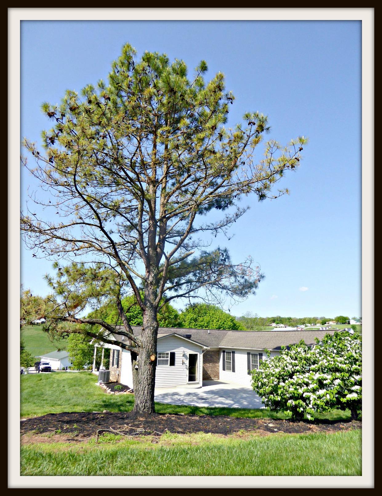 532 Briggs Road Dandridge, TN 37725 - Photo 32 of 34 P1010833F