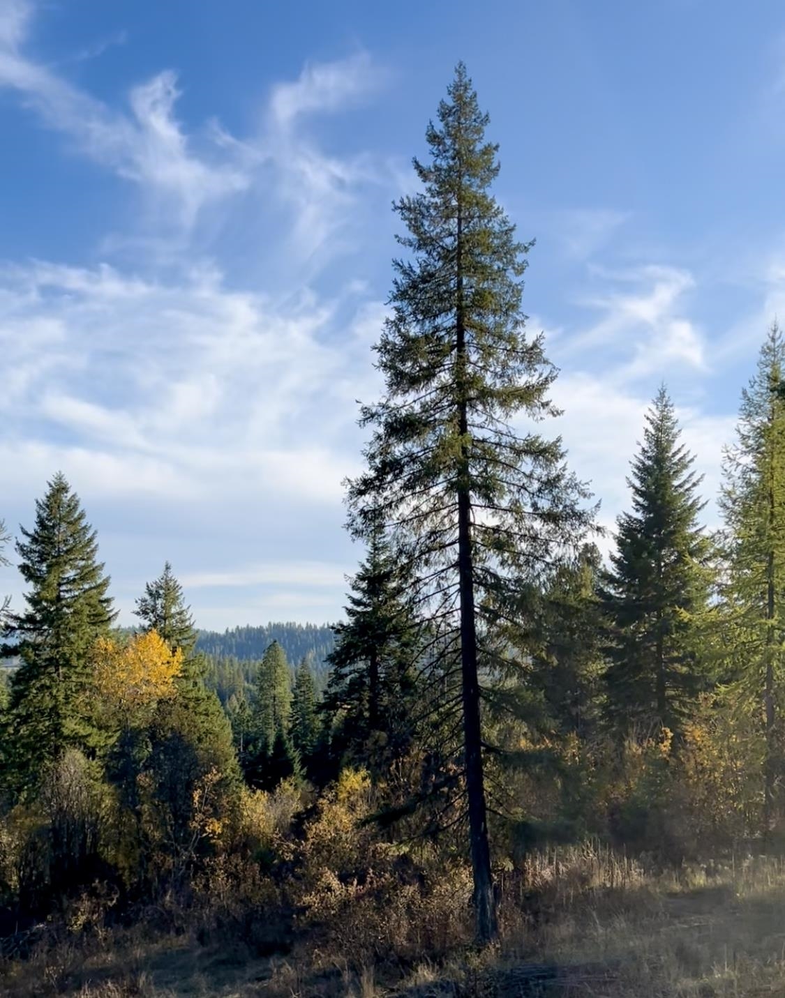 Xxxx South Starr Road Rockford, WA 99030 - Photo 6 of 14