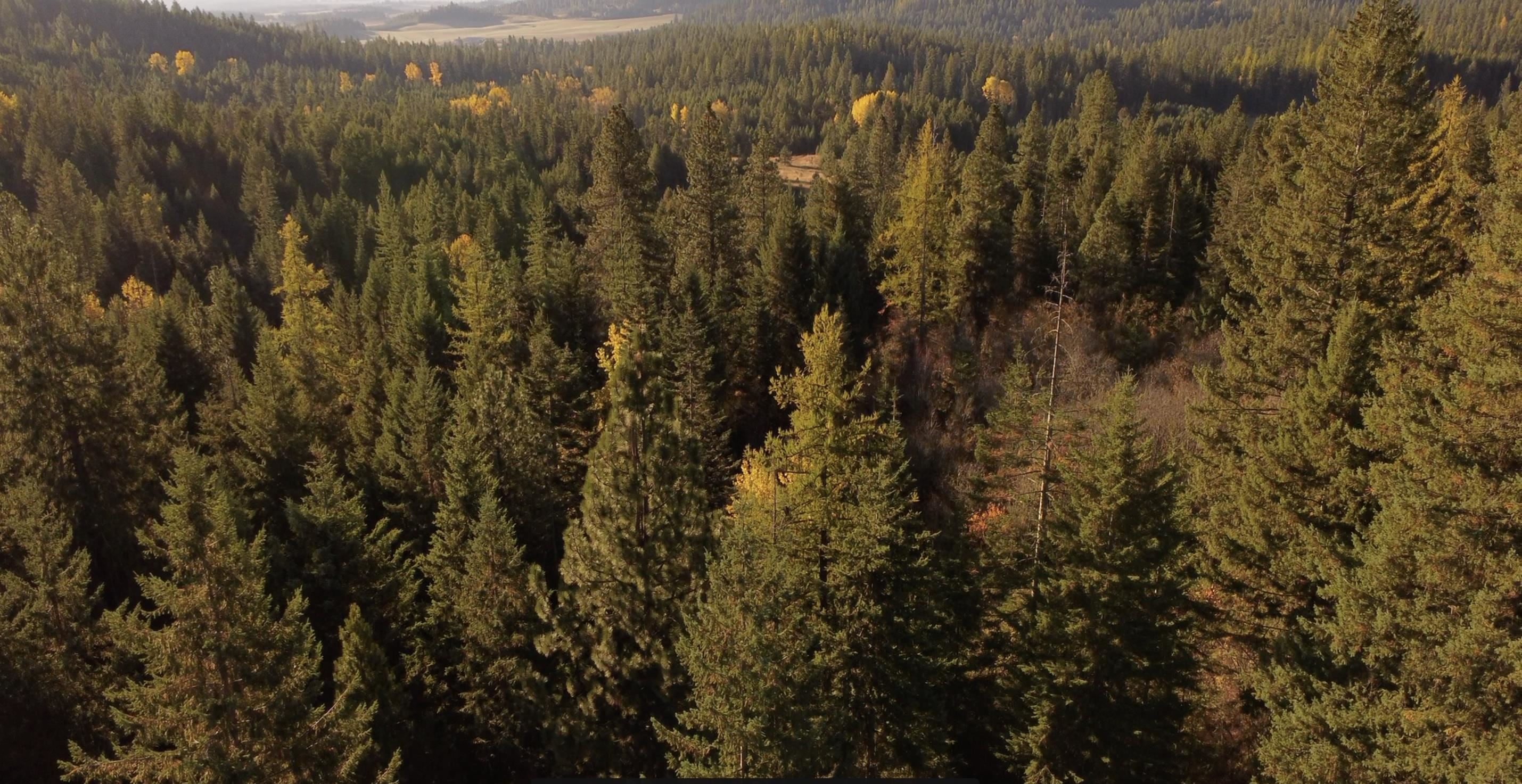 Xxxx South Starr Road Rockford, WA 99030 - Photo 9 of 14