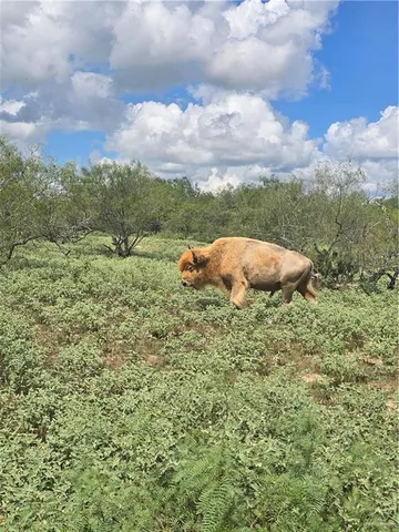 a view of a bunch of trees and cars parked in yard