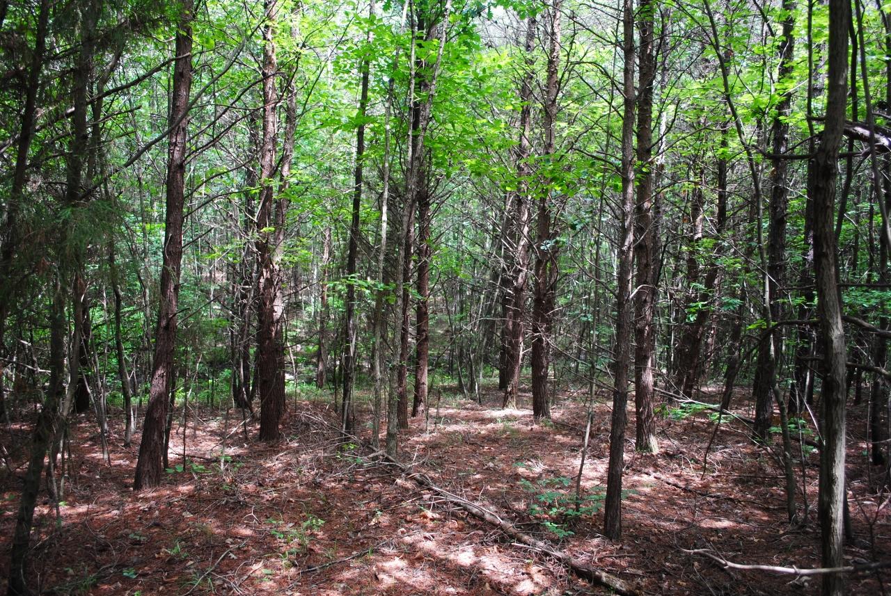 2596 Old State Road Cloudland, GA 30731 - Photo 20 of 49 DSC_0036 (1280x857)