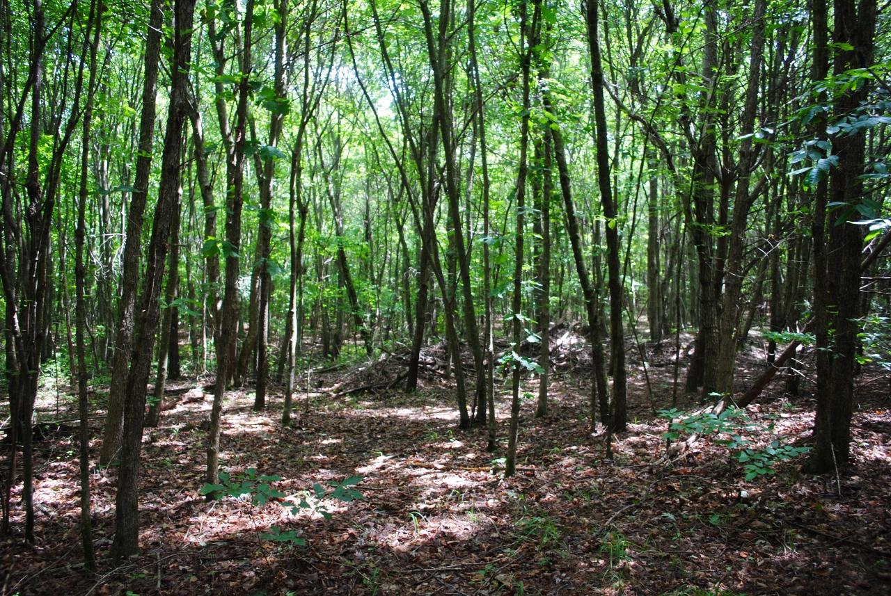 2596 Old State Road Cloudland, GA 30731 - Photo 23 of 49 DSC_0039 (1280x857)