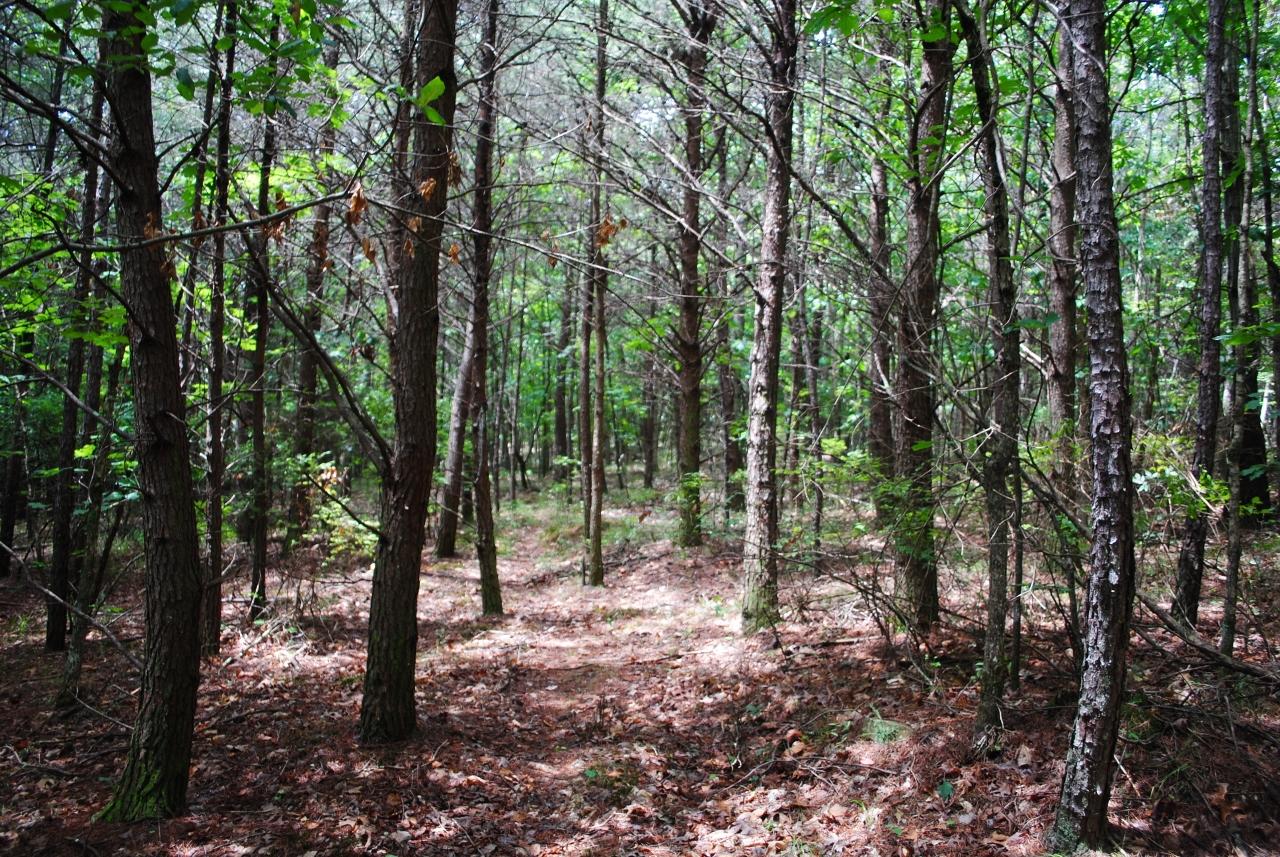 2596 Old State Road Cloudland, GA 30731 - Photo 25 of 49 DSC_0041 (1280x857)