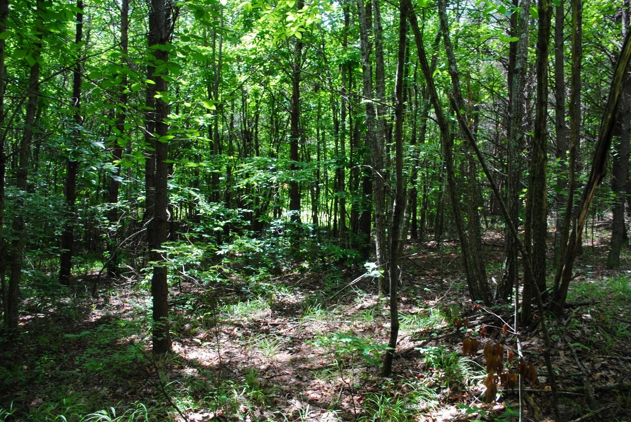 2596 Old State Road Cloudland, GA 30731 - Photo 28 of 49 DSC_0044 (1280x857)