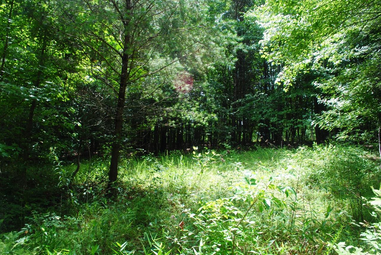 2596 Old State Road Cloudland, GA 30731 - Photo 36 of 49 DSC_0052 (1280x857)
